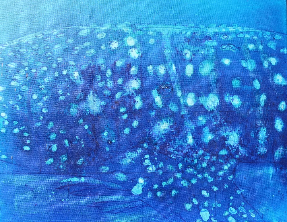 stmpy whale shark spot ID 2 (S).jpg