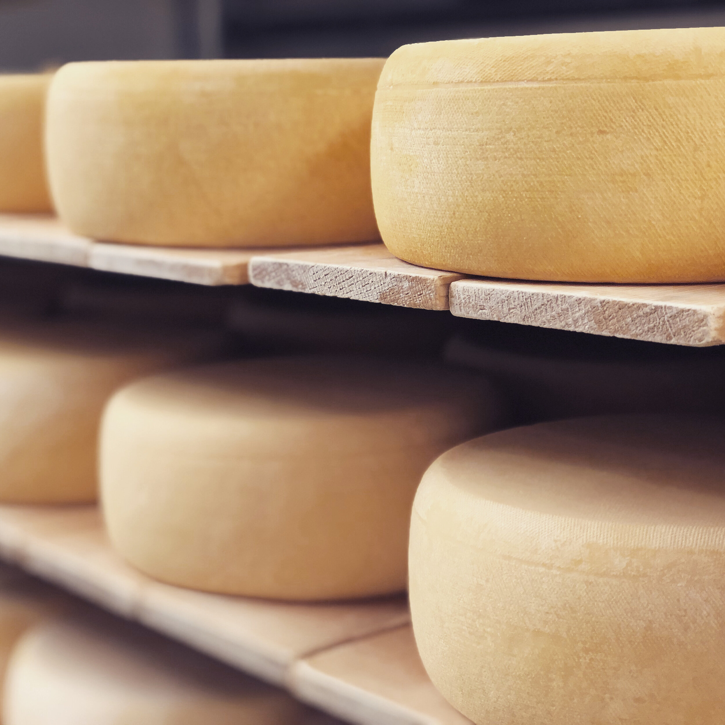 Découvrez nos fromages