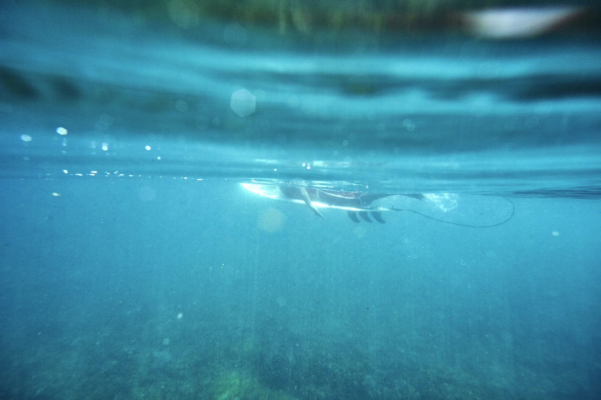 Surf