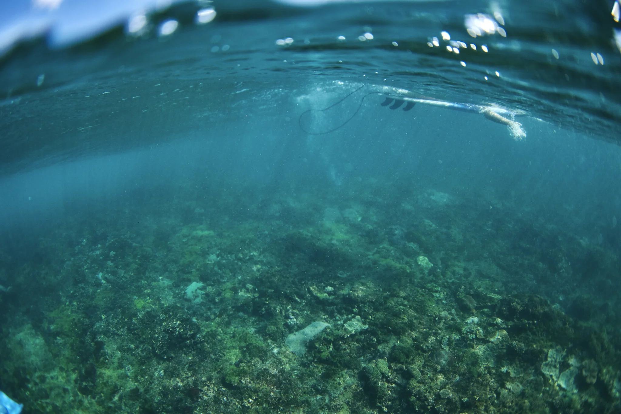 Surf