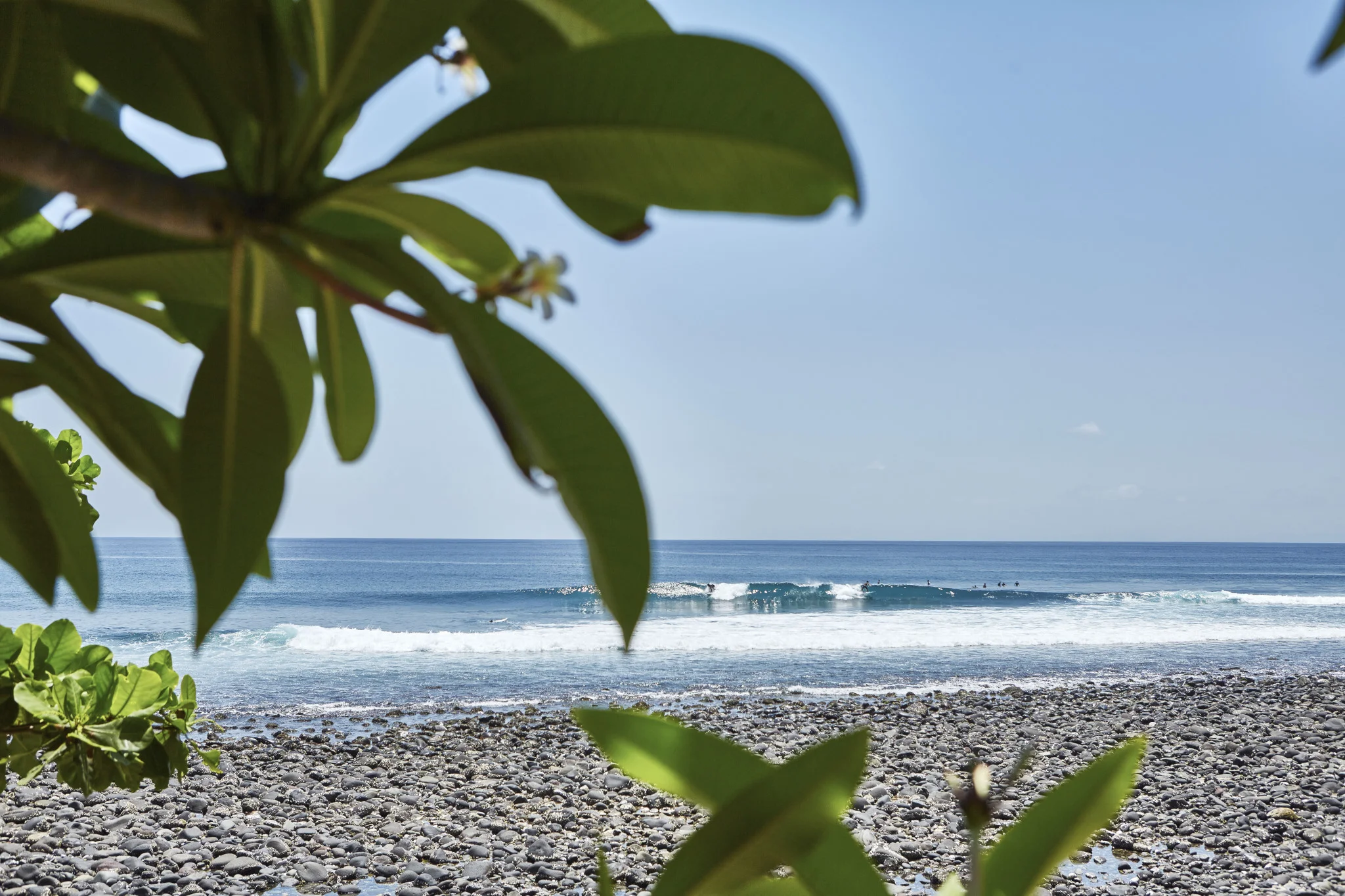 Surf