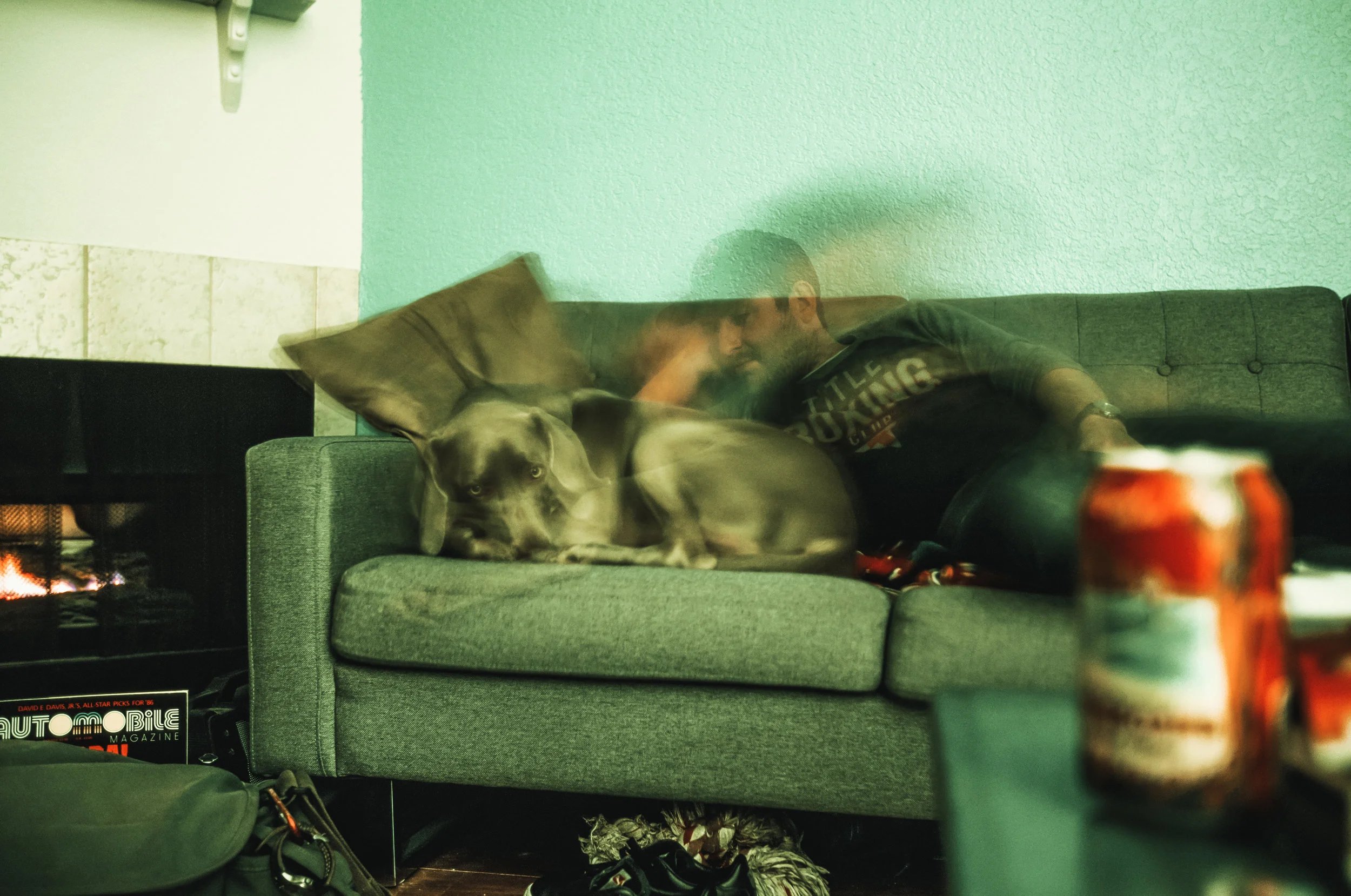 Moose a weimaraner destined for New York shares the couch with Eric from Pennsylvania.&nbsp;
