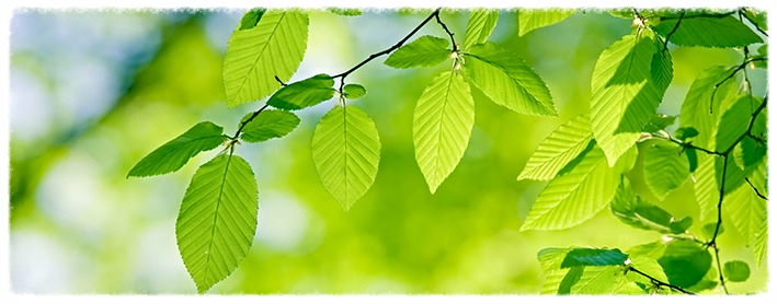 greencompanypharmawebinars.jpg