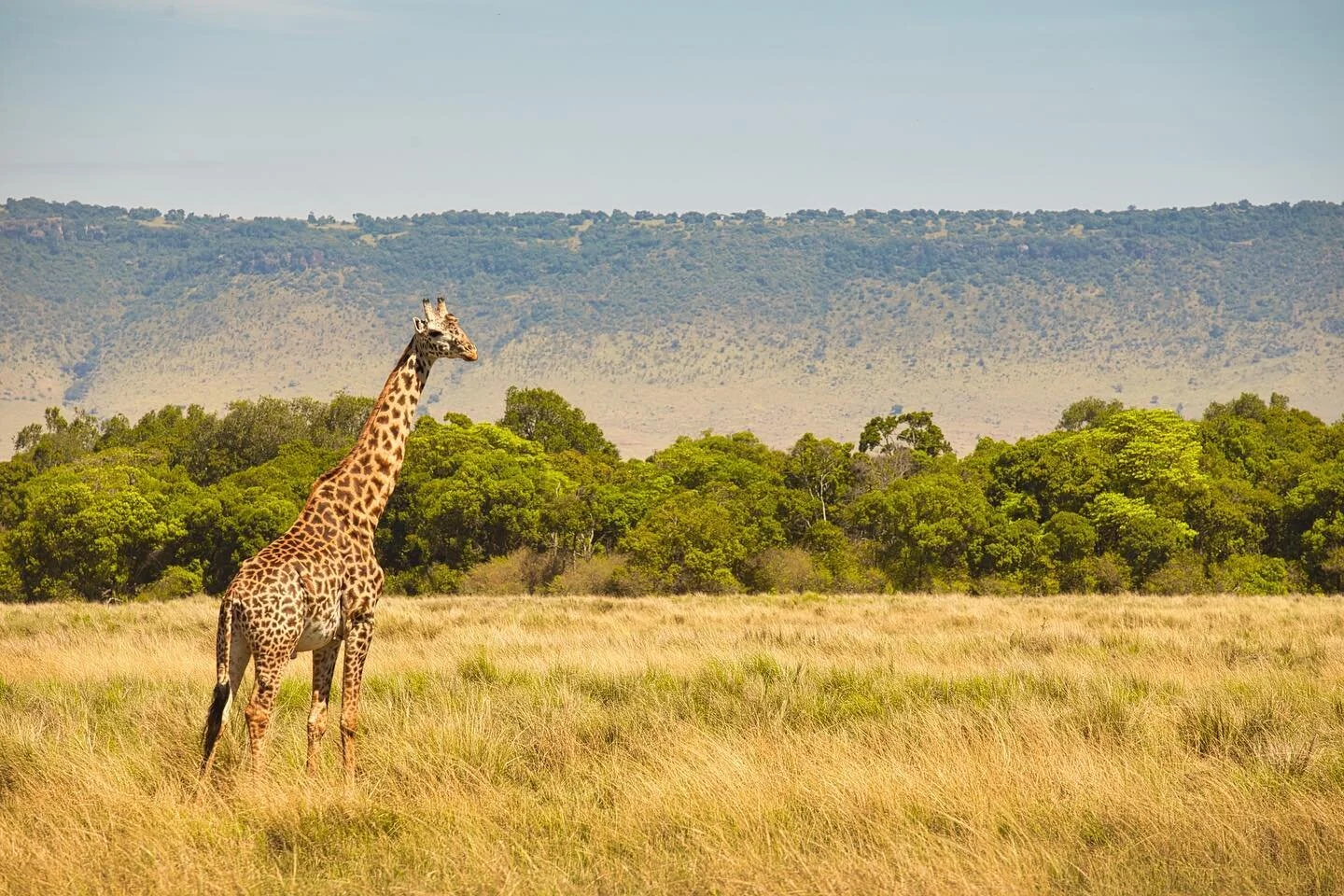 Had been going through my archives from my trip to @magicalkenya last year and found these gems. Who else can't wait to get back to travelling after COVID ? Check out alextackie.com for more.