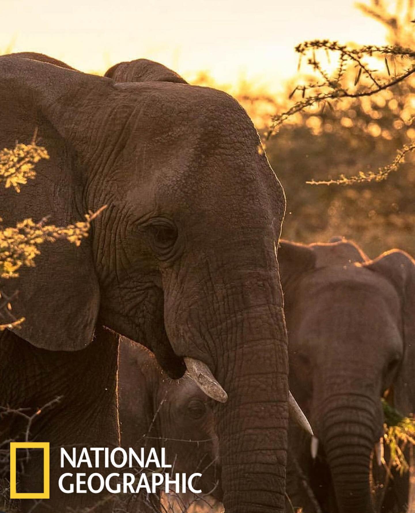 A great opportunity to showcase some of my favorite wildlife and travel images over the past years. #NationalGeographicChallenge