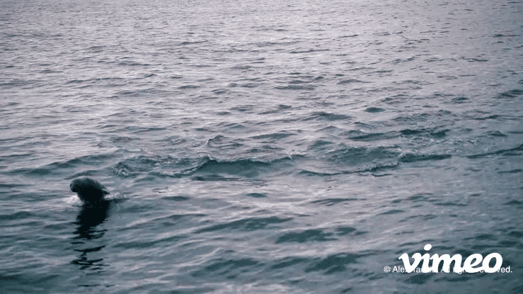 WALVIS BAY BOAT CRUISE - VISIT NAMIBIA-high.gif