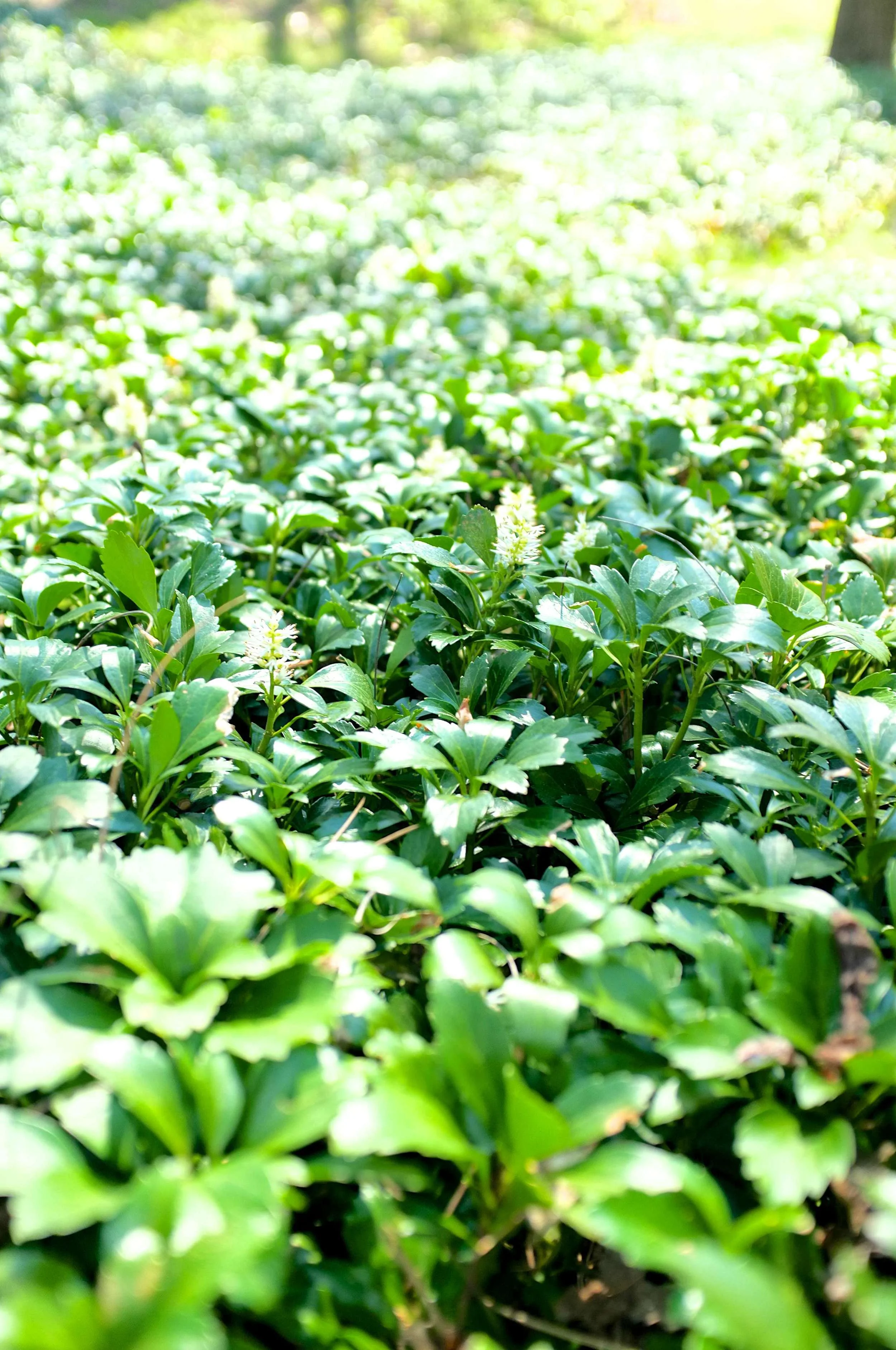 Common Pachysandra