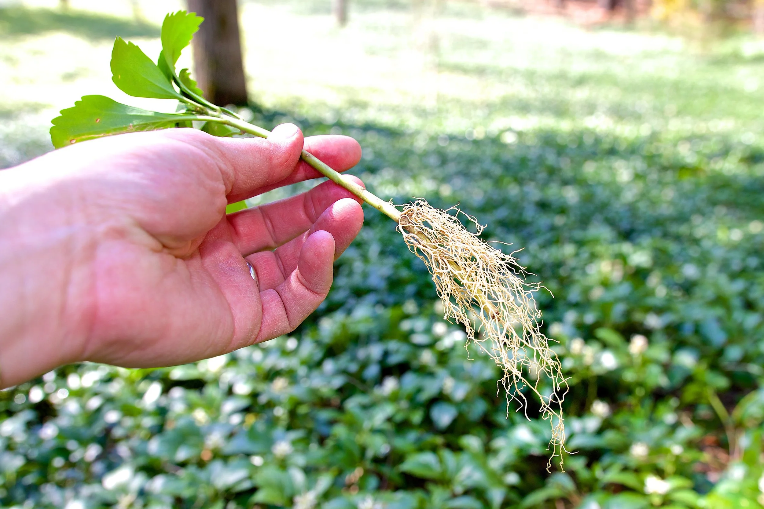 Common Pachysandra Roots - JW Pachysandra Plants Ground Cover 146.jpg