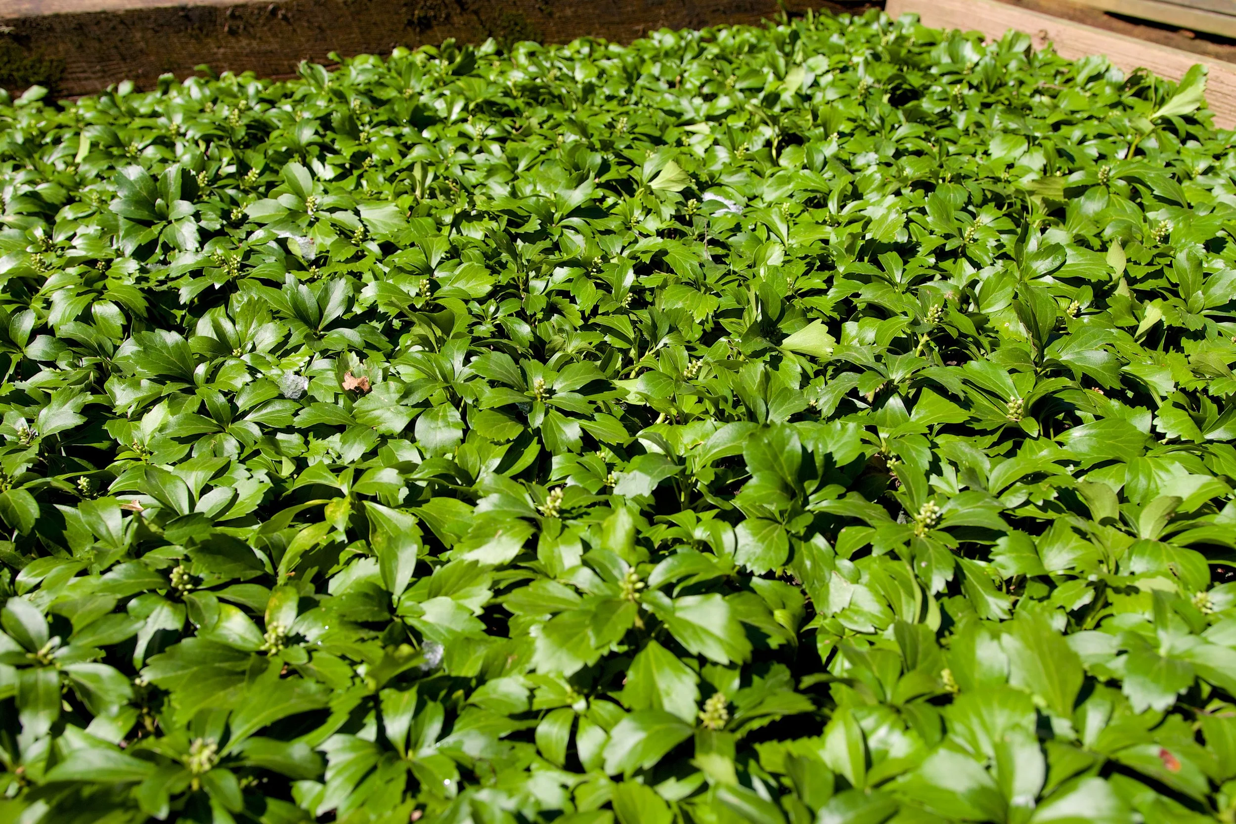 Common Pachysandra -JW Pachysandra Plants Ground Cover 126.jpg