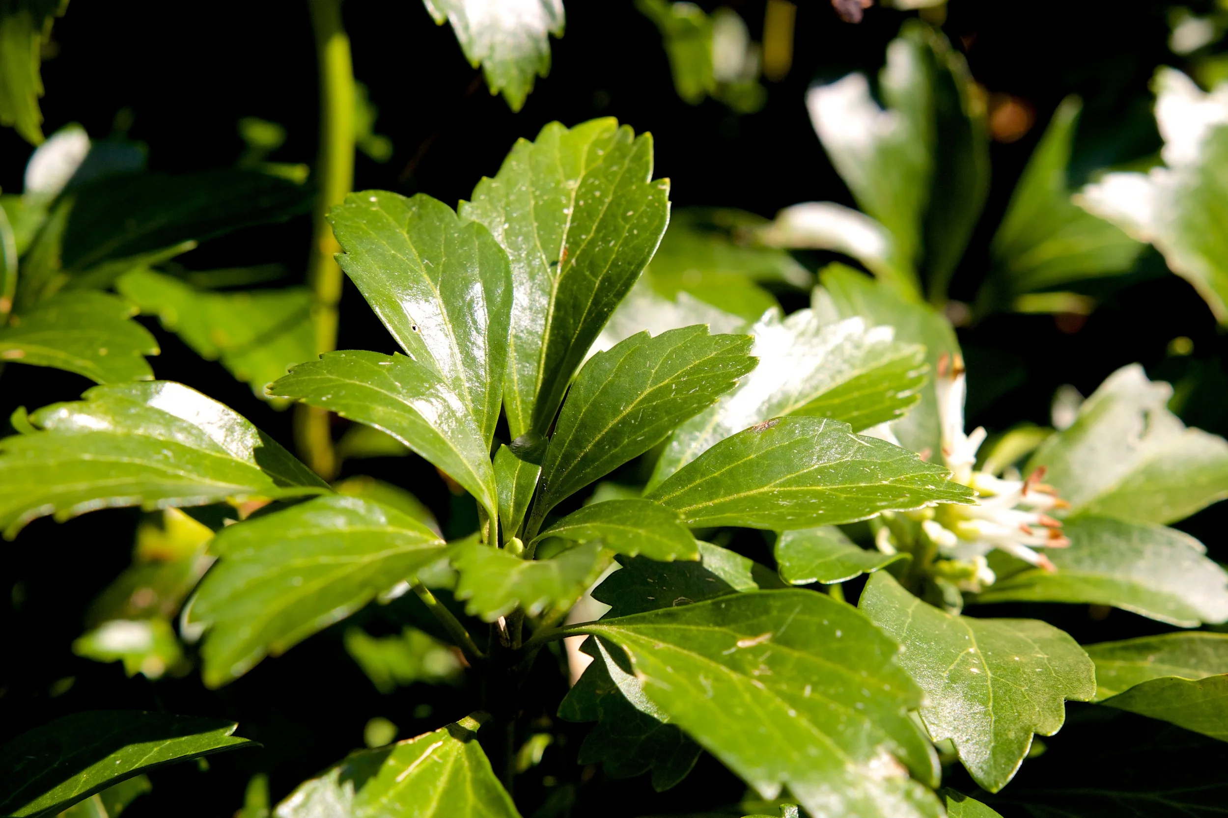 Common Pachysandra - JW Pachysandra Plants Ground Cover 143.jpg