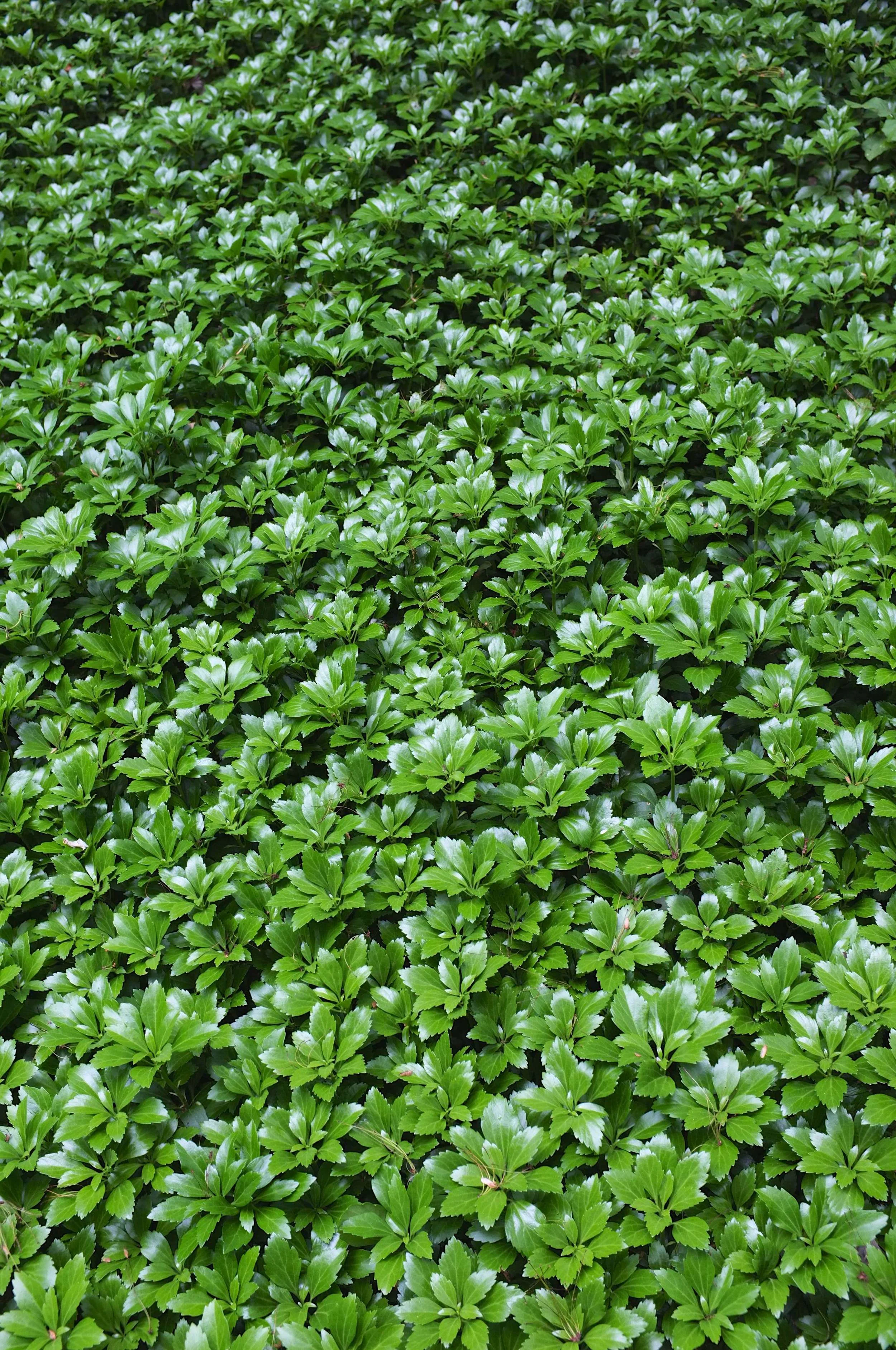 Green Sheen - JW Pachysandra Plants Ground Cover 47.jpg