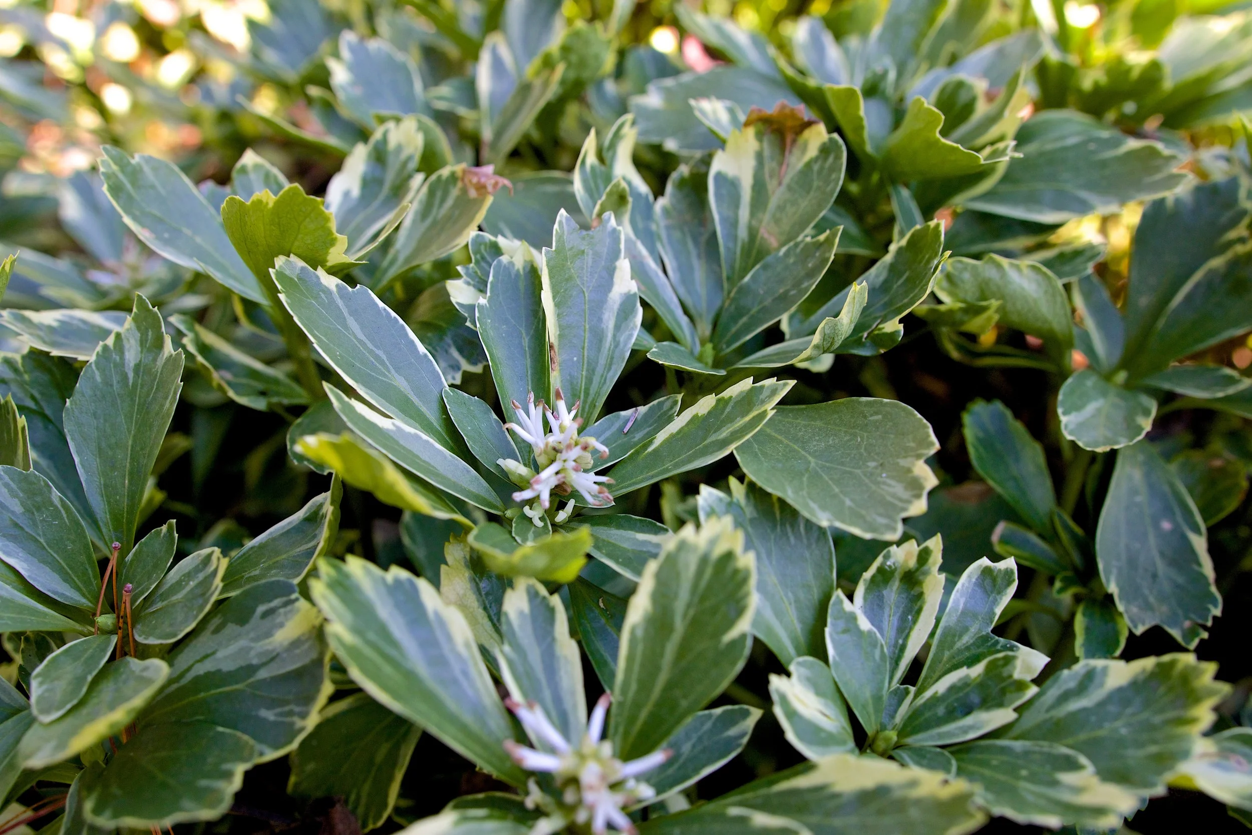 Silver Edge - JW Pachysandra Plants Ground Cover 142.jpg