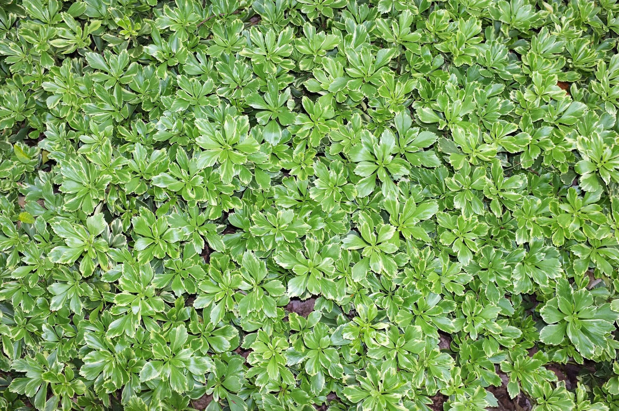 Silver Edge - JW Pachysandra Plants Ground Cover 31.jpg