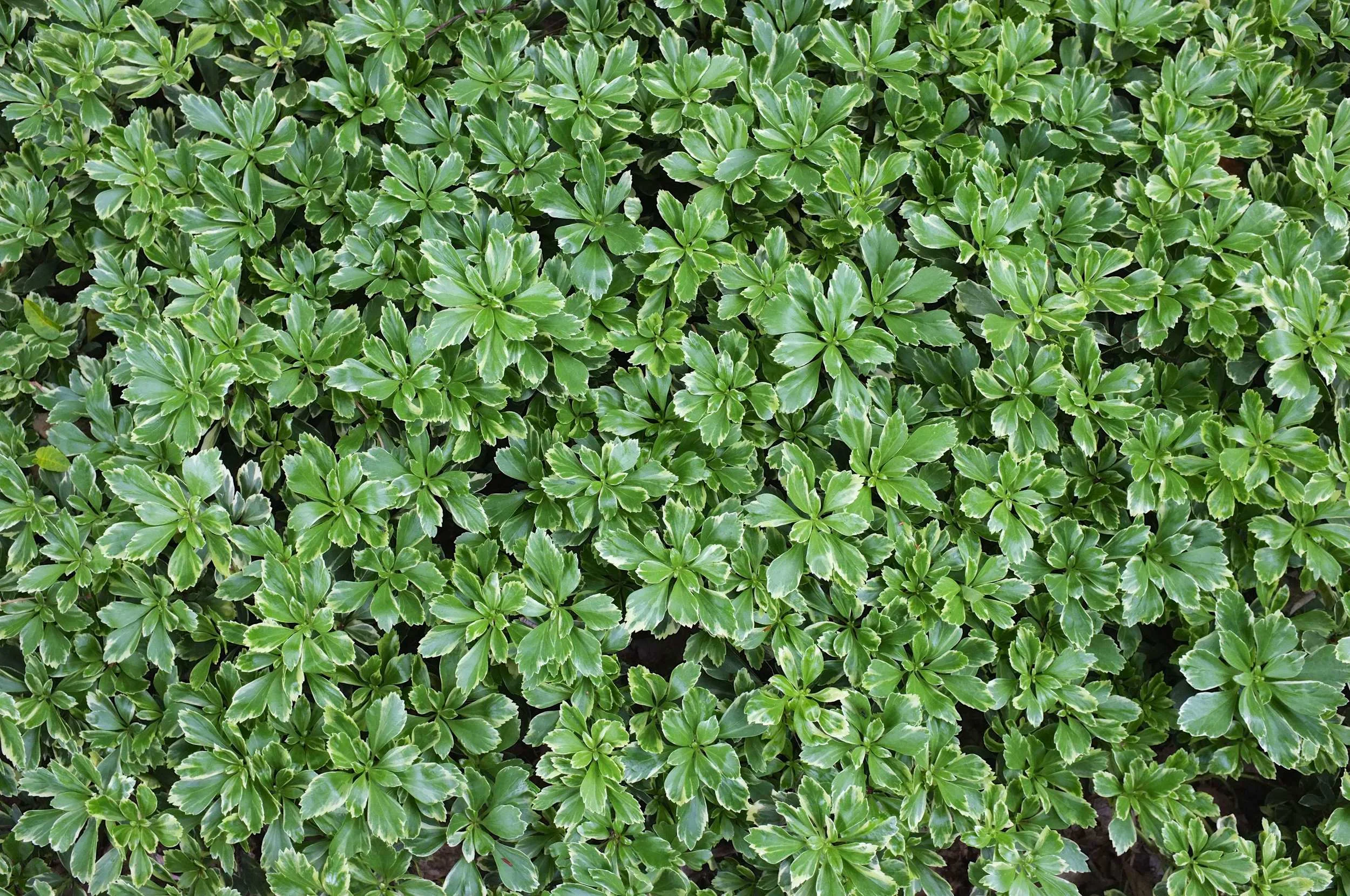 Silver Edge - JW Pachysandra Plants Ground Cover 32.jpg