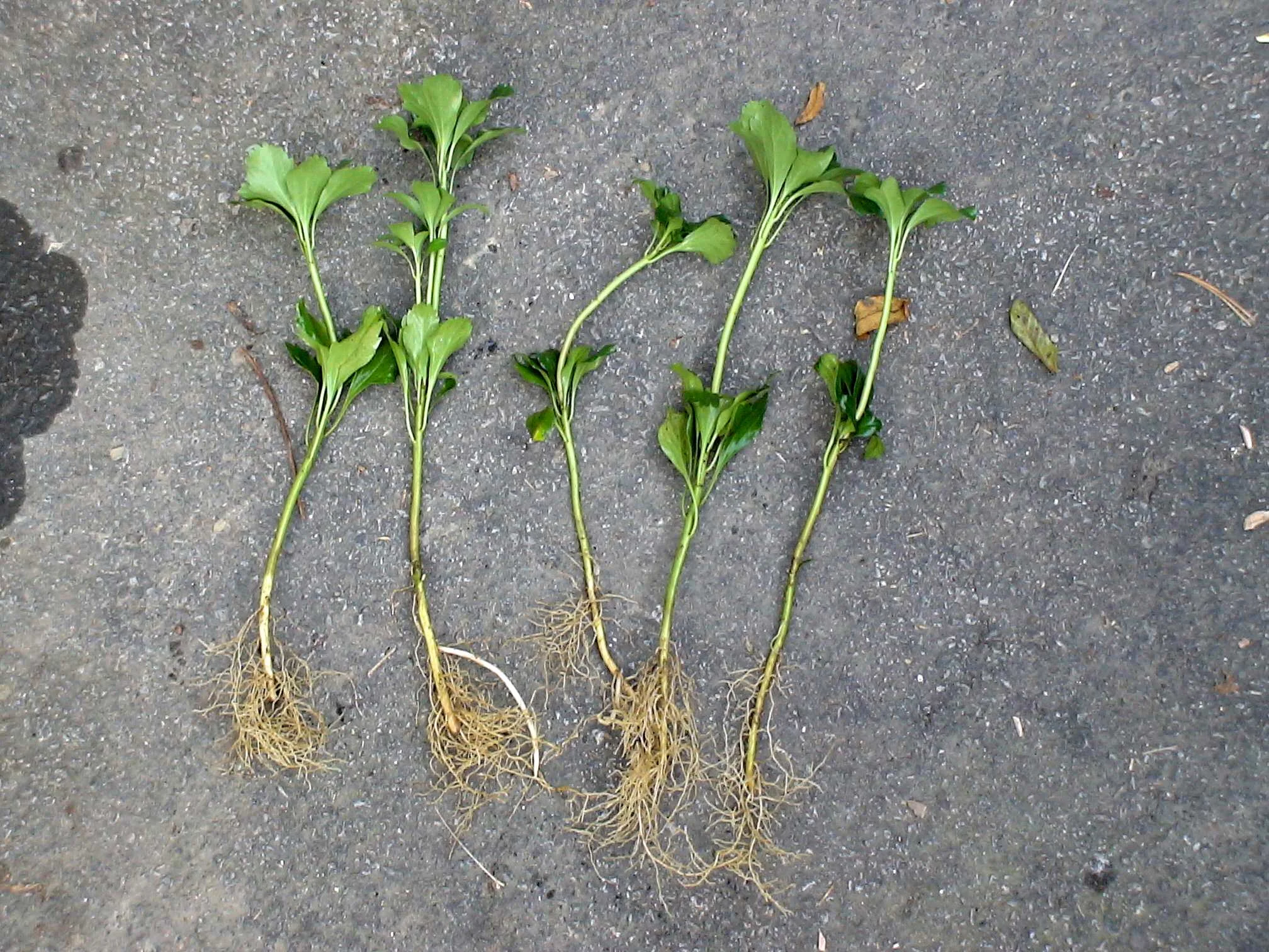 Shipping Plants - JW Pachysandra Plants Ground Cover 6.jpg