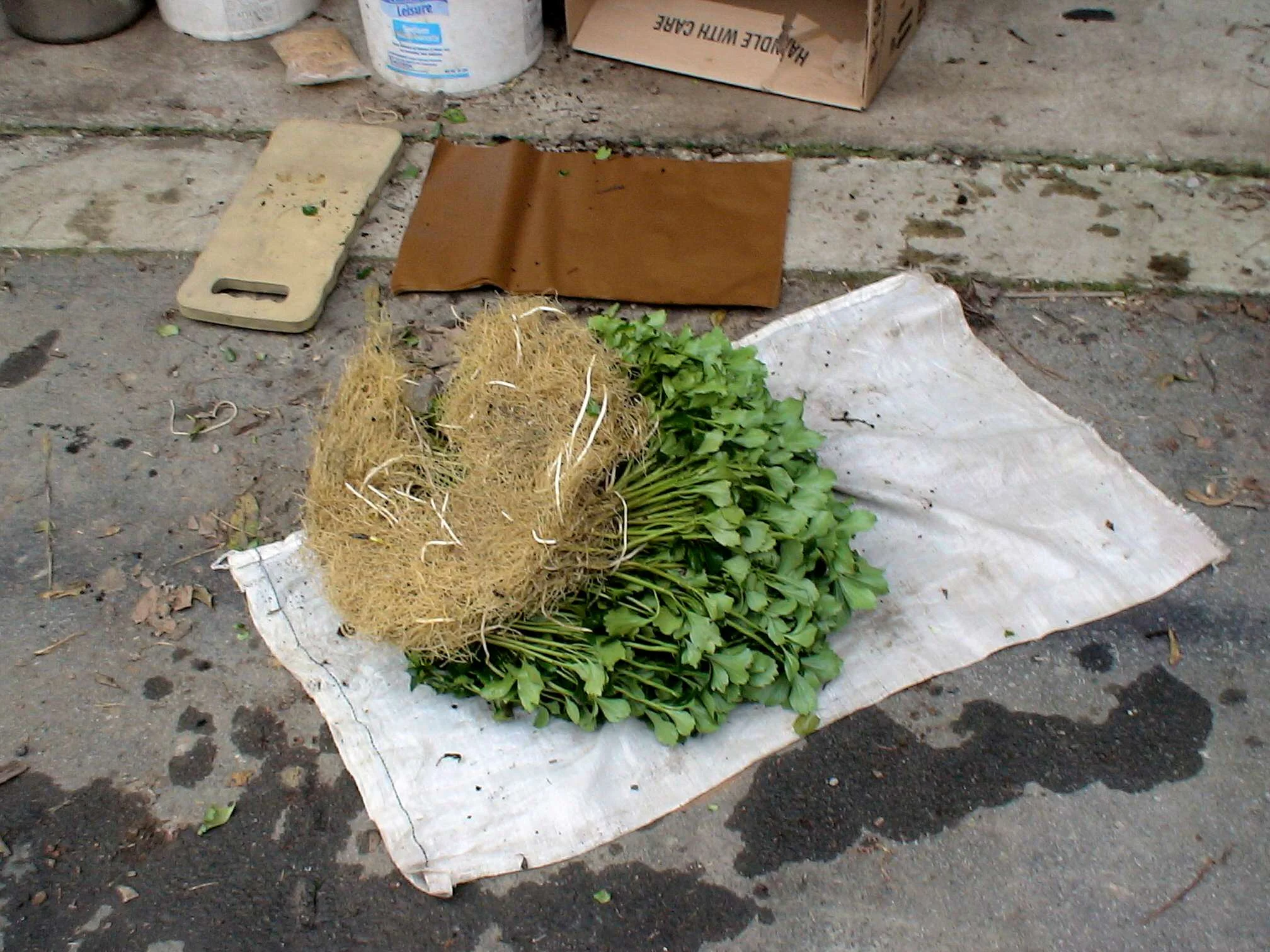 Shipping Plants - JW Pachysandra Plants Ground Cover 4.jpg