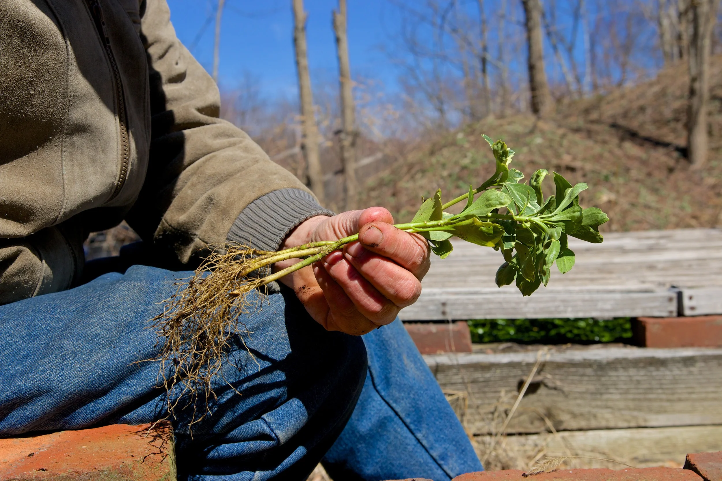 Roots Silver Edge - JW Pachysandra Plants Ground Cover 134.jpg