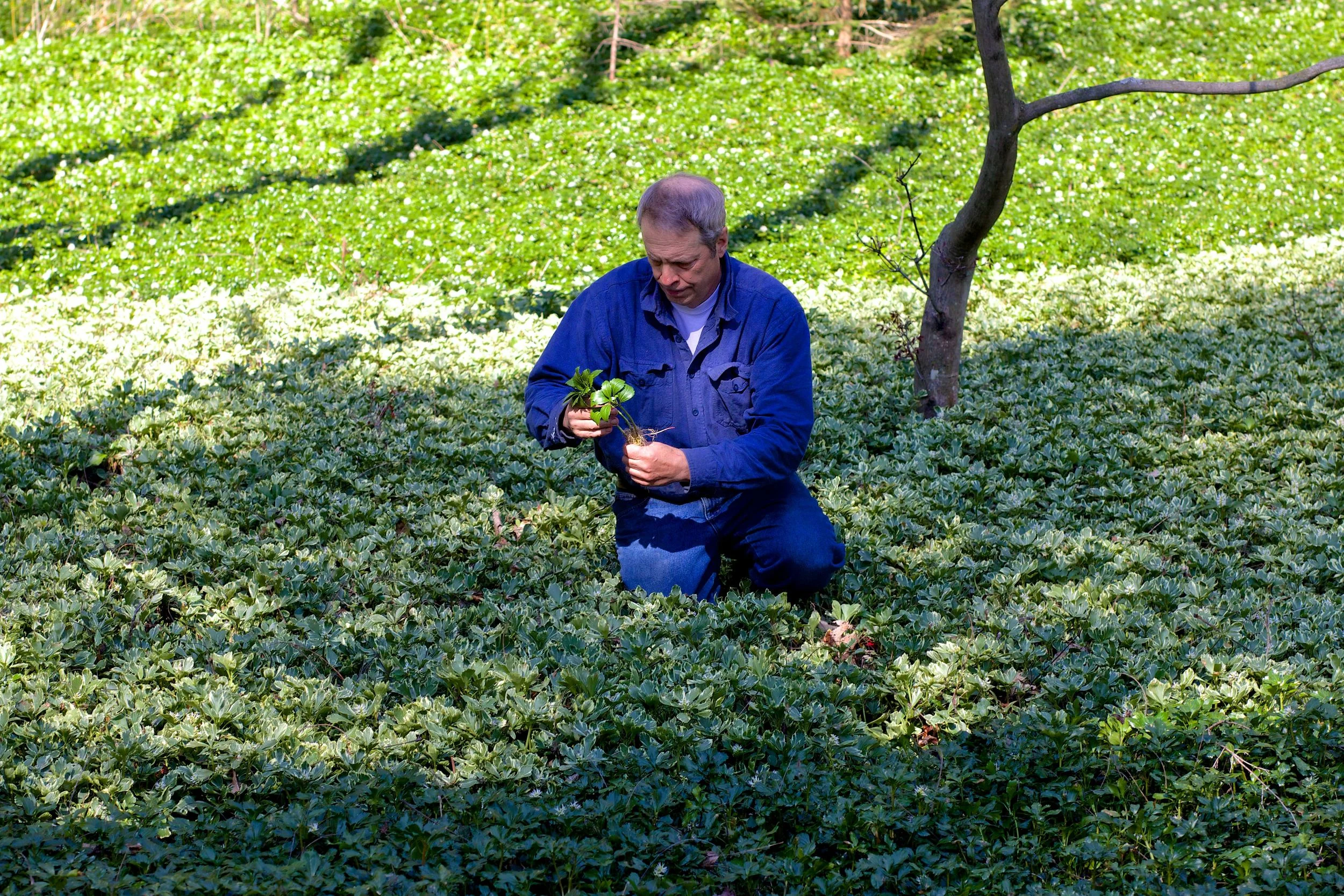 JW Pachysandra Plants Ground Cover 137.jpg