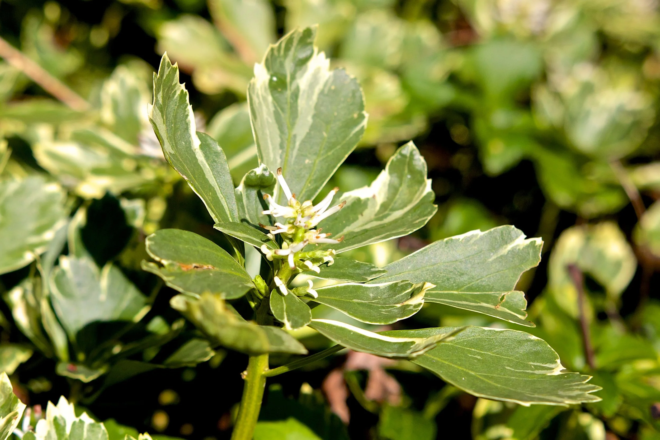 Silver Edge - JW Pachysandra Plants Ground Cover 138.jpg