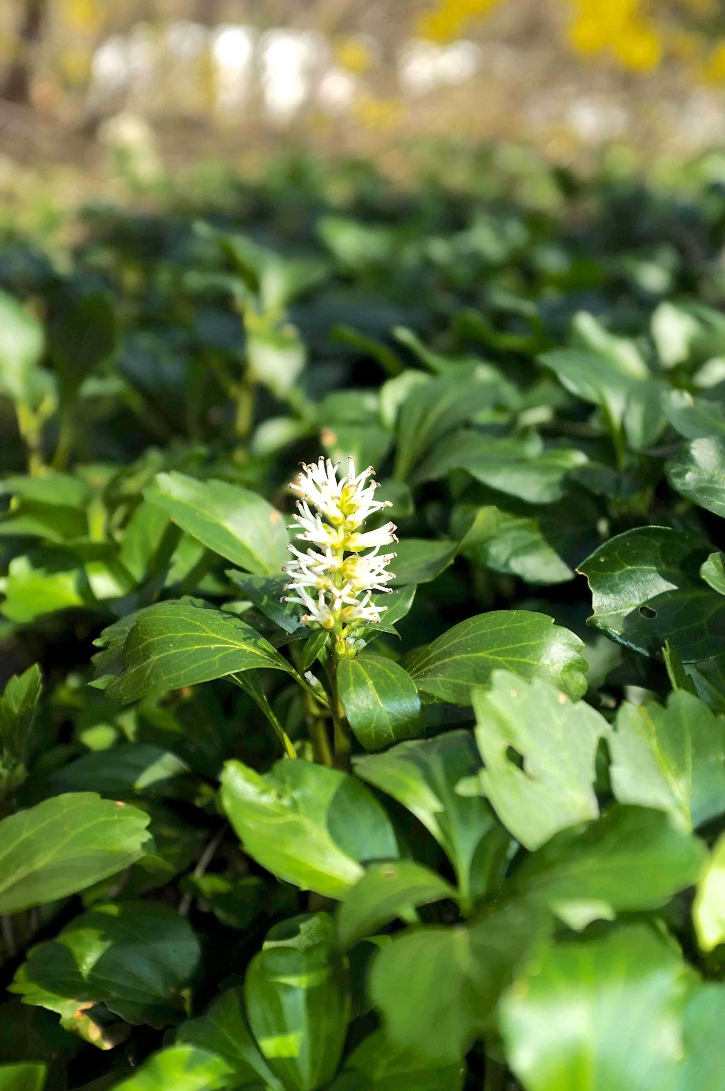 Pearl Common Flower - JW Pachysandra Plants Ground Cover 17.jpg