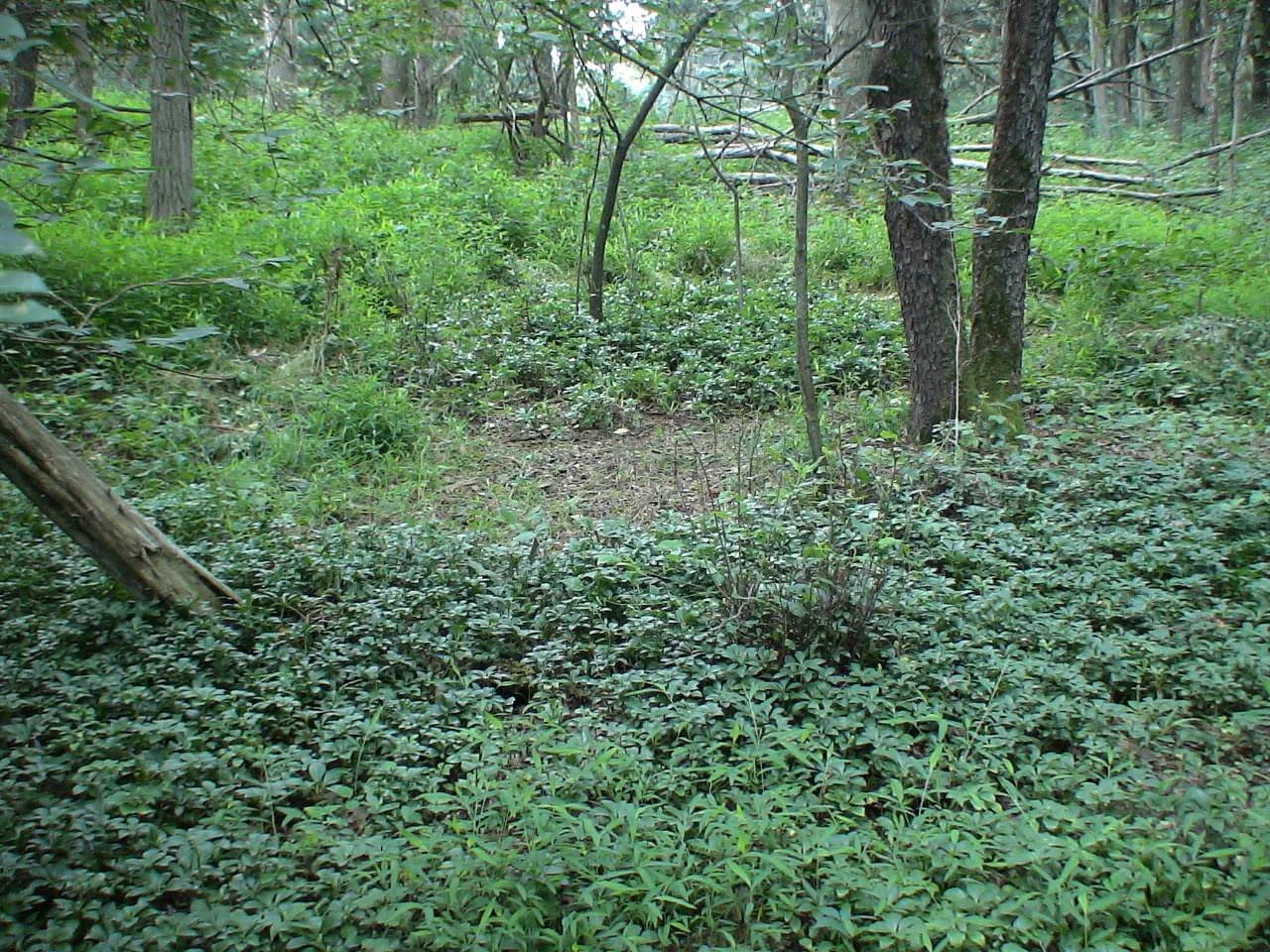 107jp_pachysandraDSC03428.jpg