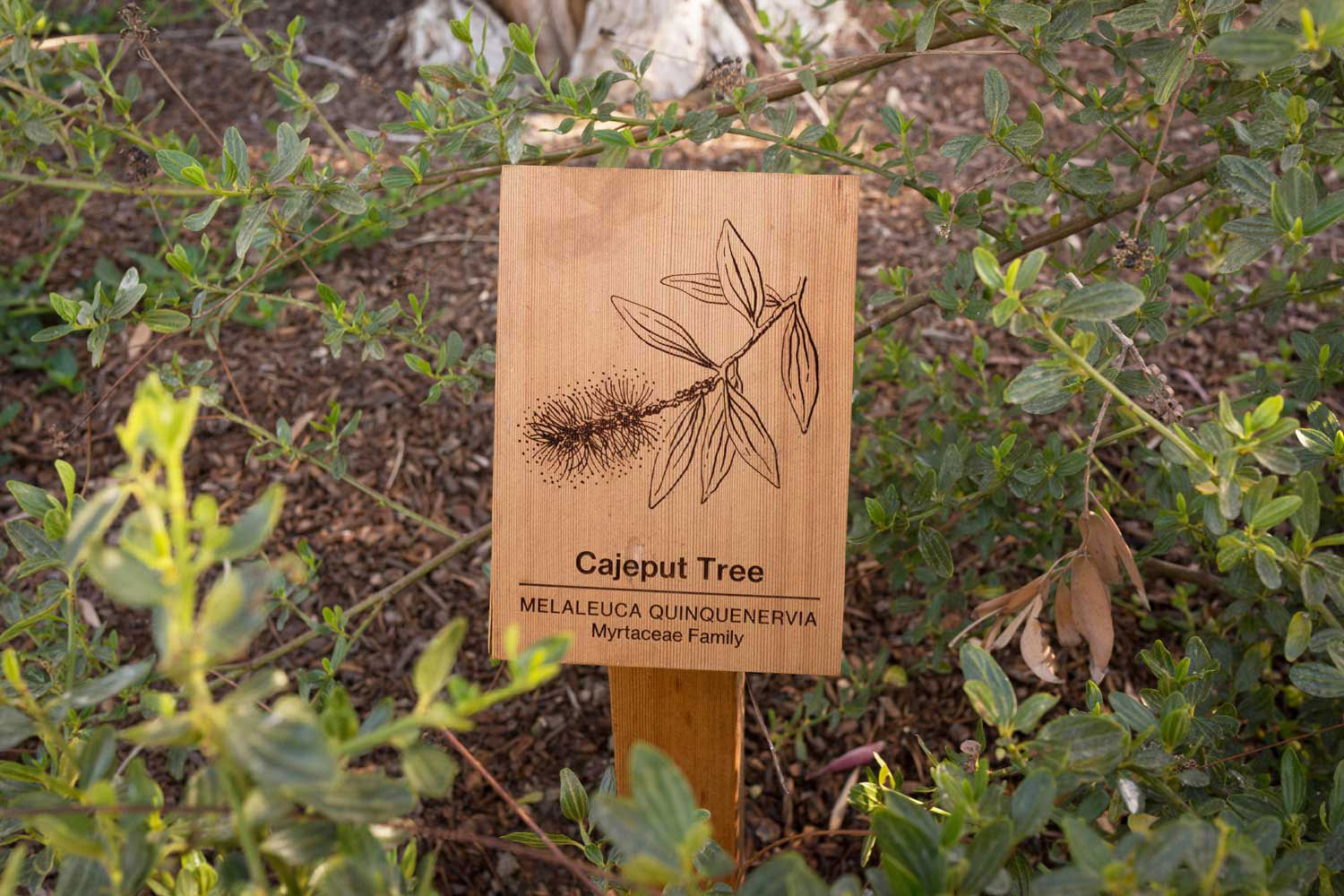 botanical-illustration-identification-signage--Cajeput-Tree-Melaleuca-quinquenervia-Facebook-HQ-by-Erin-Ellis.jpg