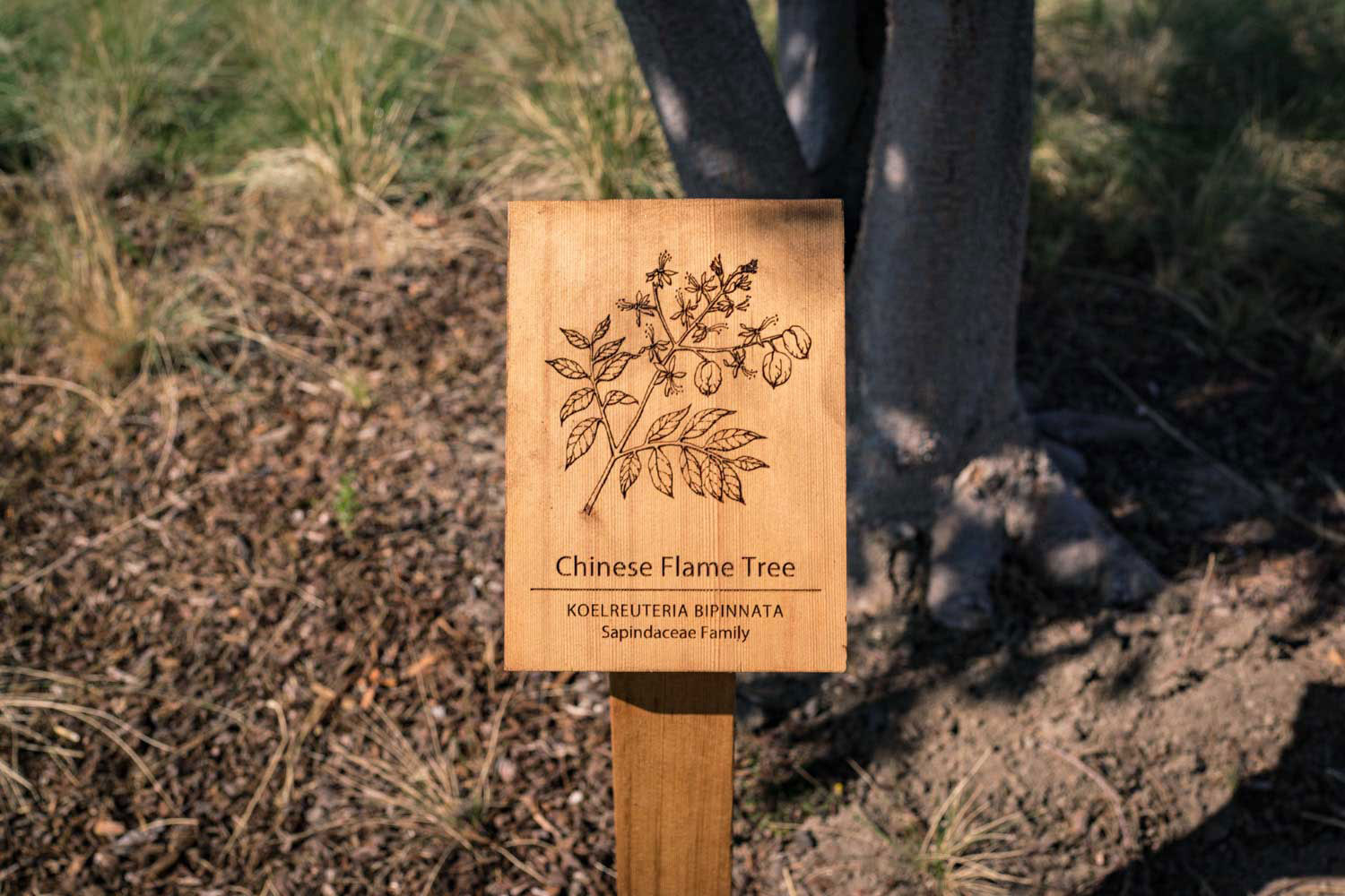 botanical-illustration-identification-signage-Chinese-Flame-Tree-Koelreuteria-bipinnata-Facebook-Building-20-by-Erin-Ellis.jpg