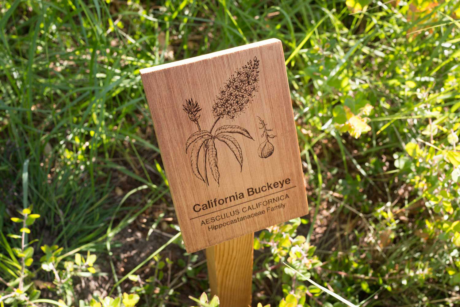botanical-illustration-identification-signage-california-buckeye-Aesculus-californicus-facebook-hq-by-erin-ellis.jpg