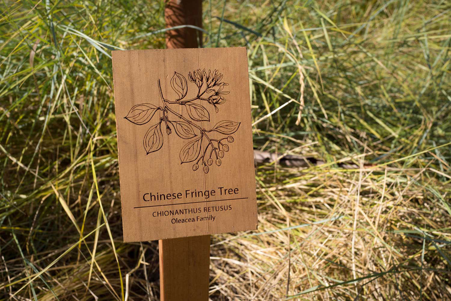 botanical-illustration-identification-signage-Chinese-Fringe-Tree-Chionanthus-retusus-Facebook-HQ-by-Erin-Ellis.jpg
