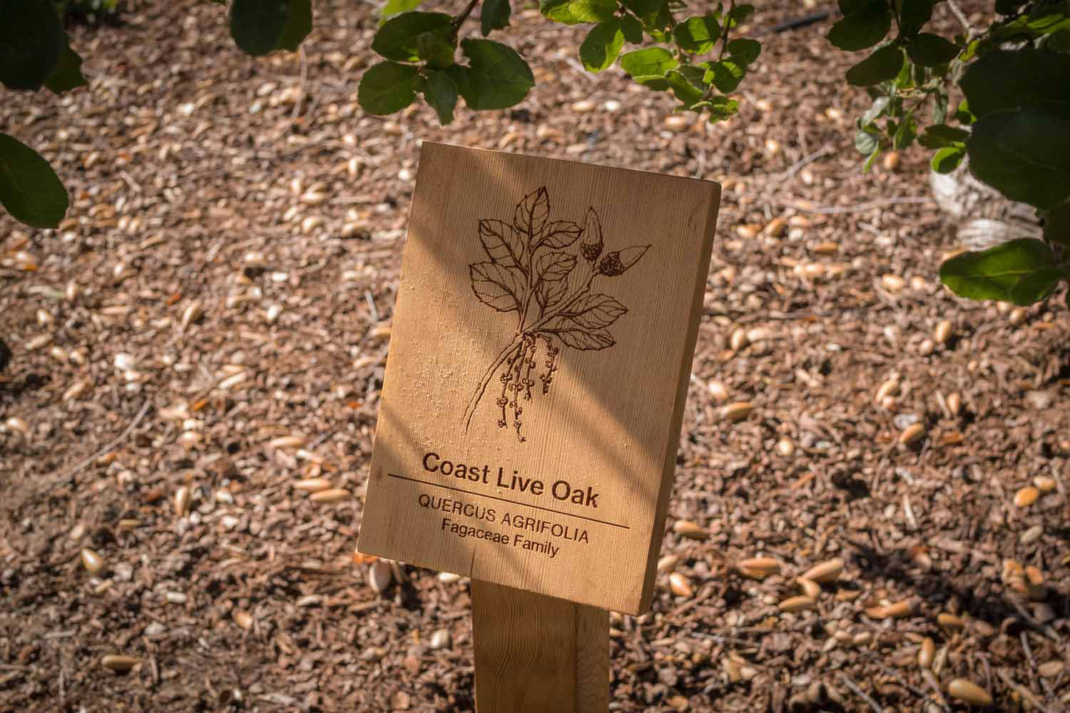 botanical-illustration-identification-signage-Coast-Live-Oak-Quercus-agrifolia-Facebook-Building-20-by-Erin-Ellis.jpg
