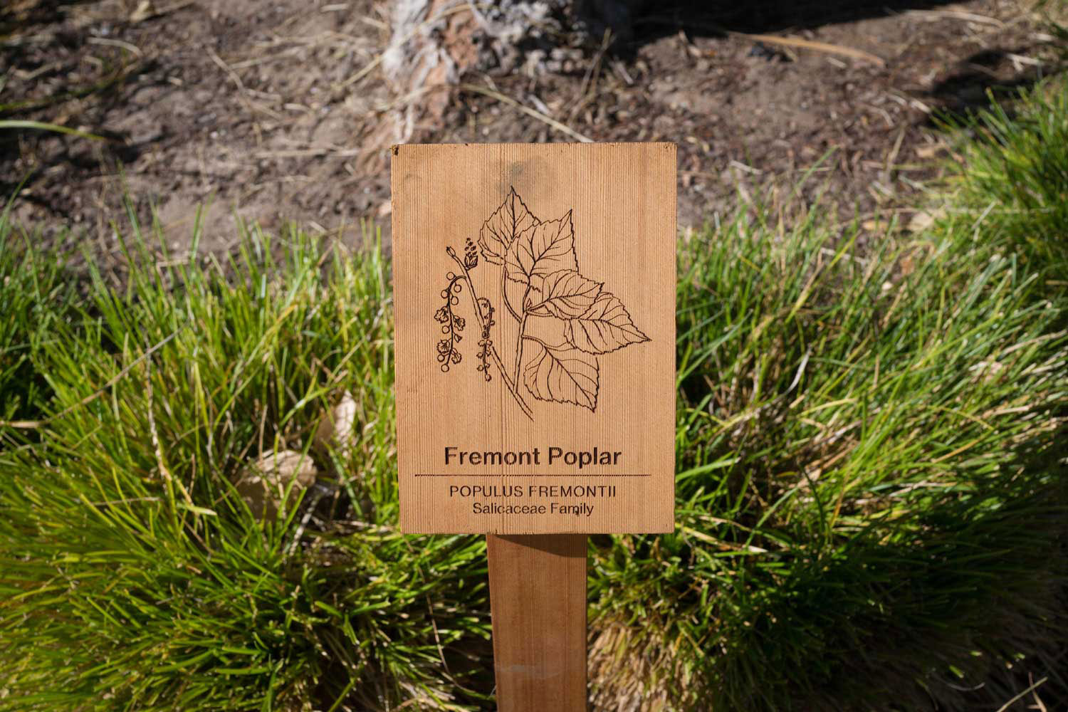 botanical-illustration-identification-signage-Fremont-Poplar-Populus-fremontii-signage-Facebook-Building-20-by-Erin-Ellis-2.jpg