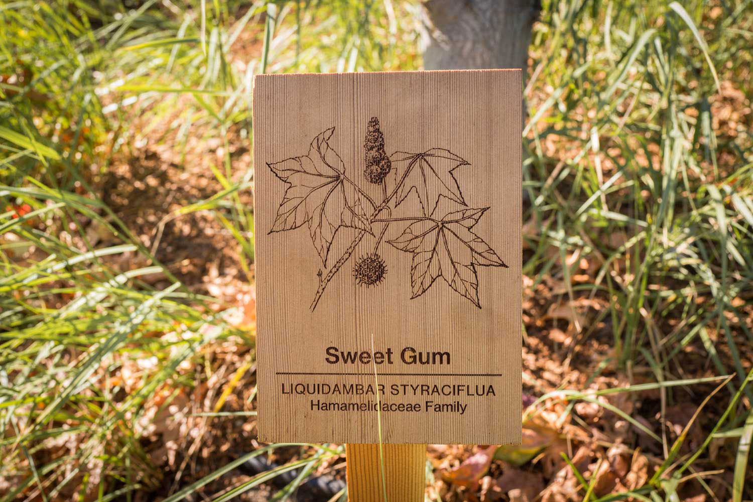botanical-illustration-identification-signage-Sweet-Gum-Liquidambar-styraciflua-Facebook-Building-20-by-Erin-Ellis.jpg