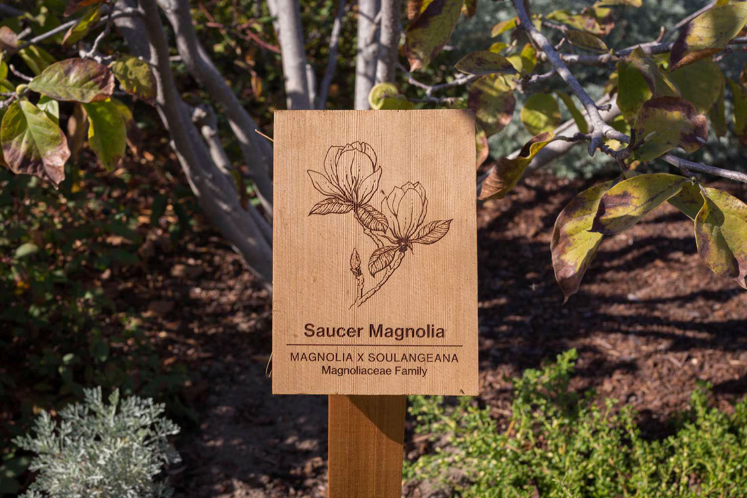 botanical-illustration-identification-signage-Saucer-Magnolia-x-soulangeana-Facebook-Building-20-by-Erin-Ellis.jpg