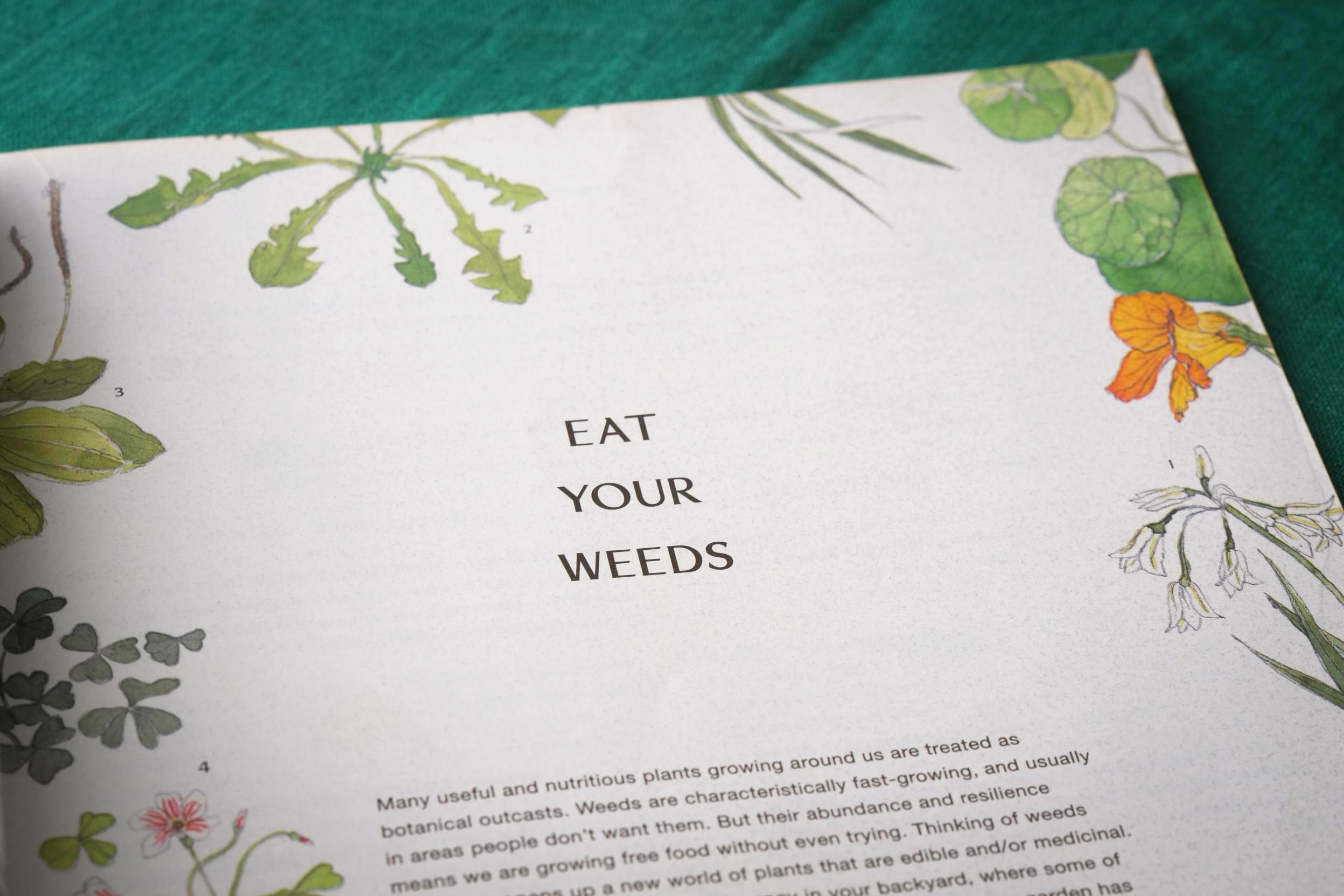Erin-Ellis-edible-weeds-botanical-illustration-for-Stone-Soup-9.jpg
