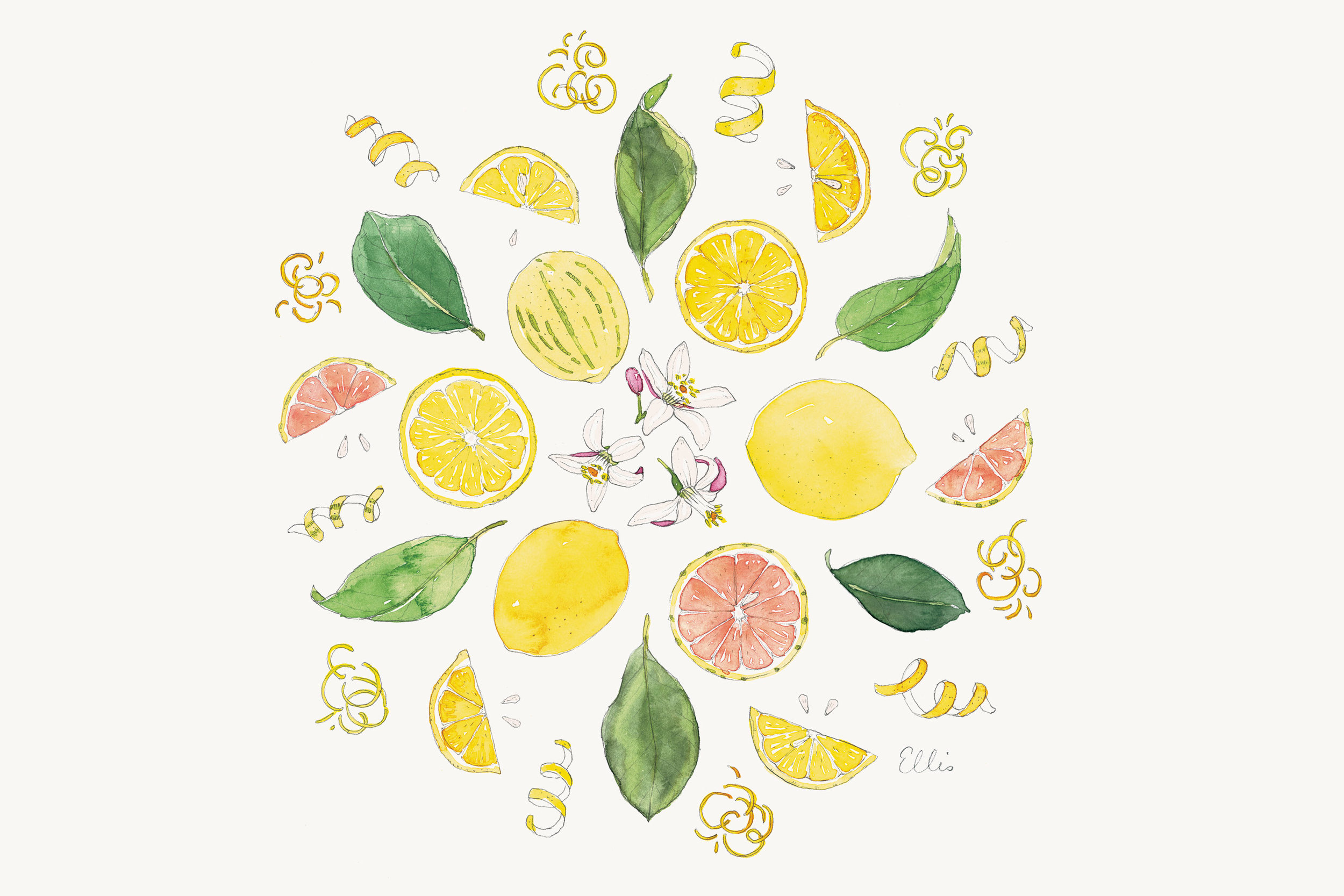 Lemons-mandala-illustration-by-Erin-Ellis---Tampa-Bay-Times-Taste.jpg