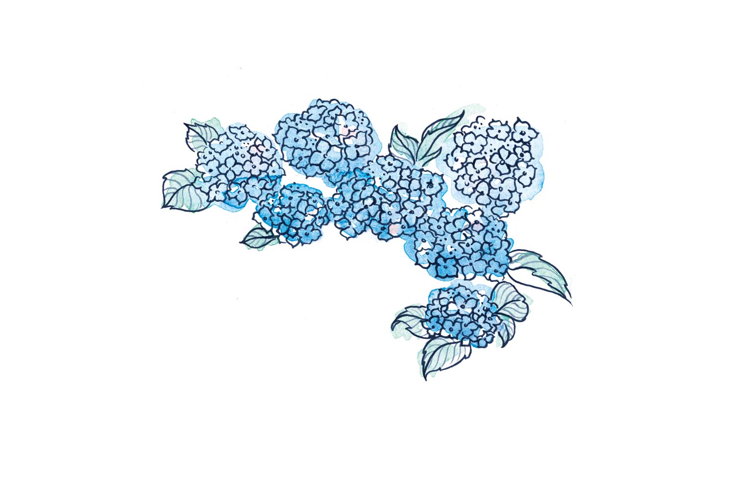 erin-ellis_bay_head_hydrangea_illustrations_watercolor.jpg