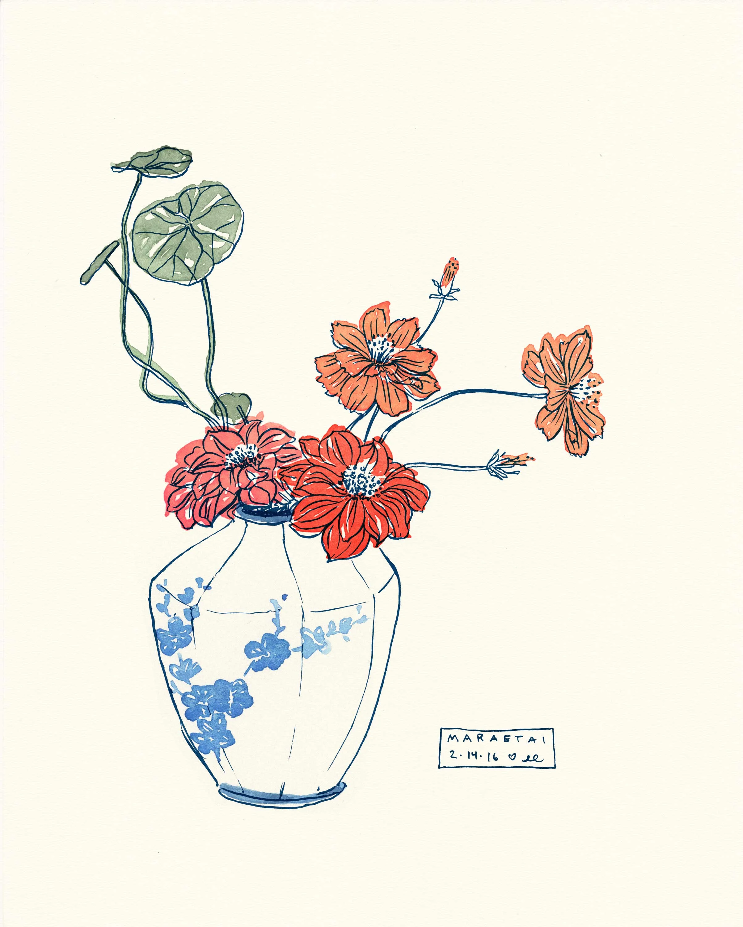 Cosmos flowers in Vase illustration by Erin Ellis