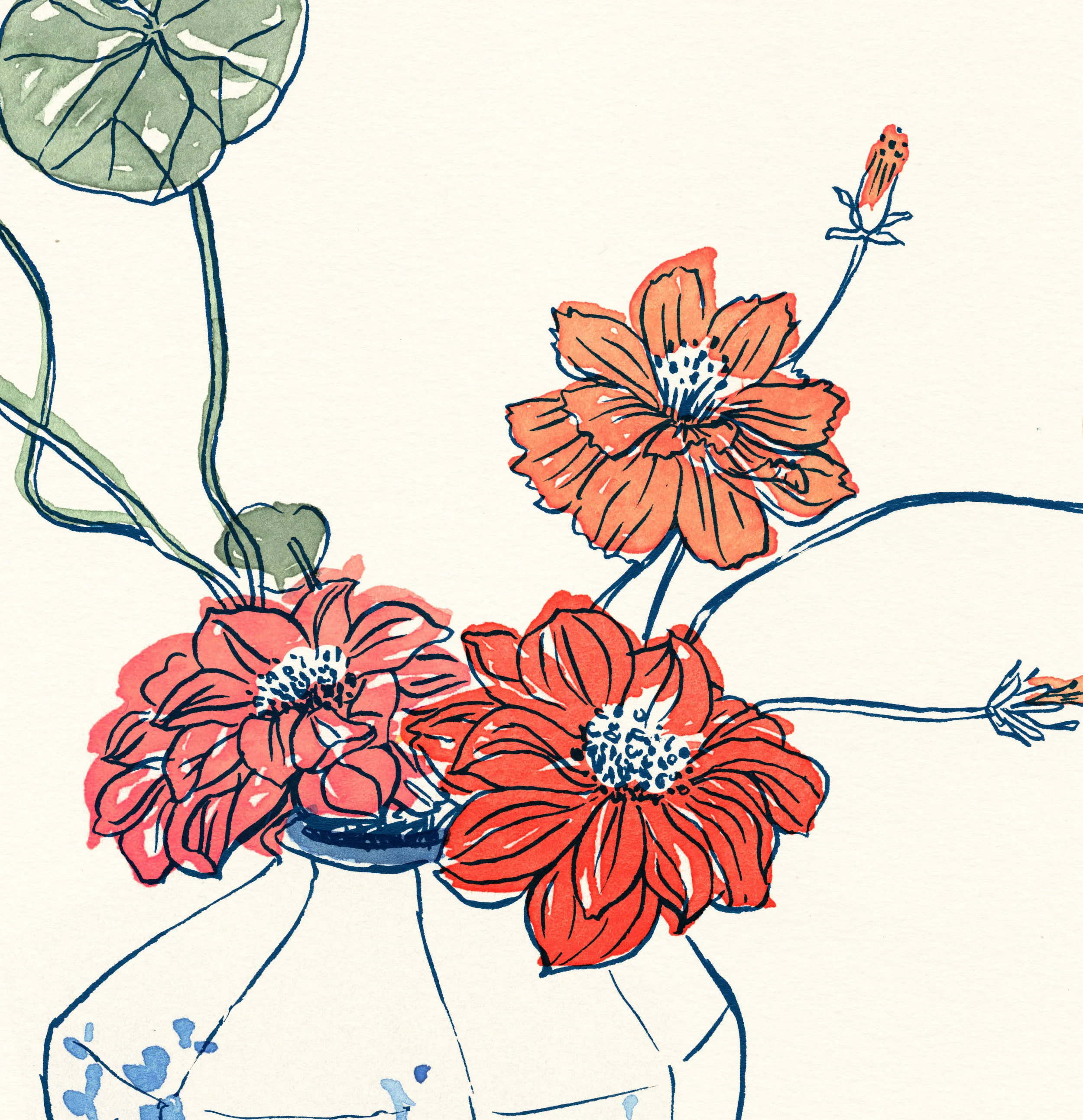 Cosmos flowers in vase illustration by Erin Ellis