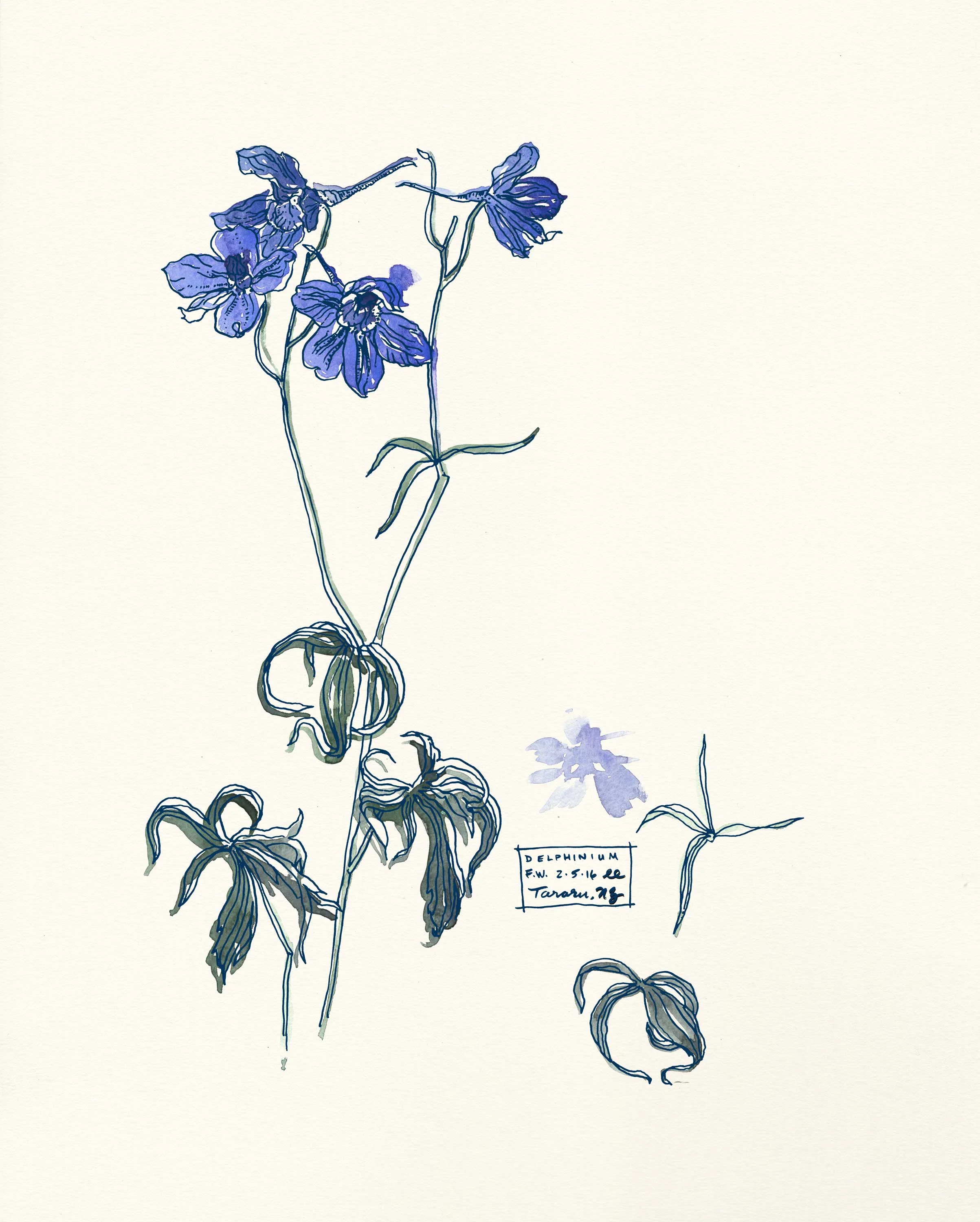 Delphinium botanical Illustration by Erin Ellis