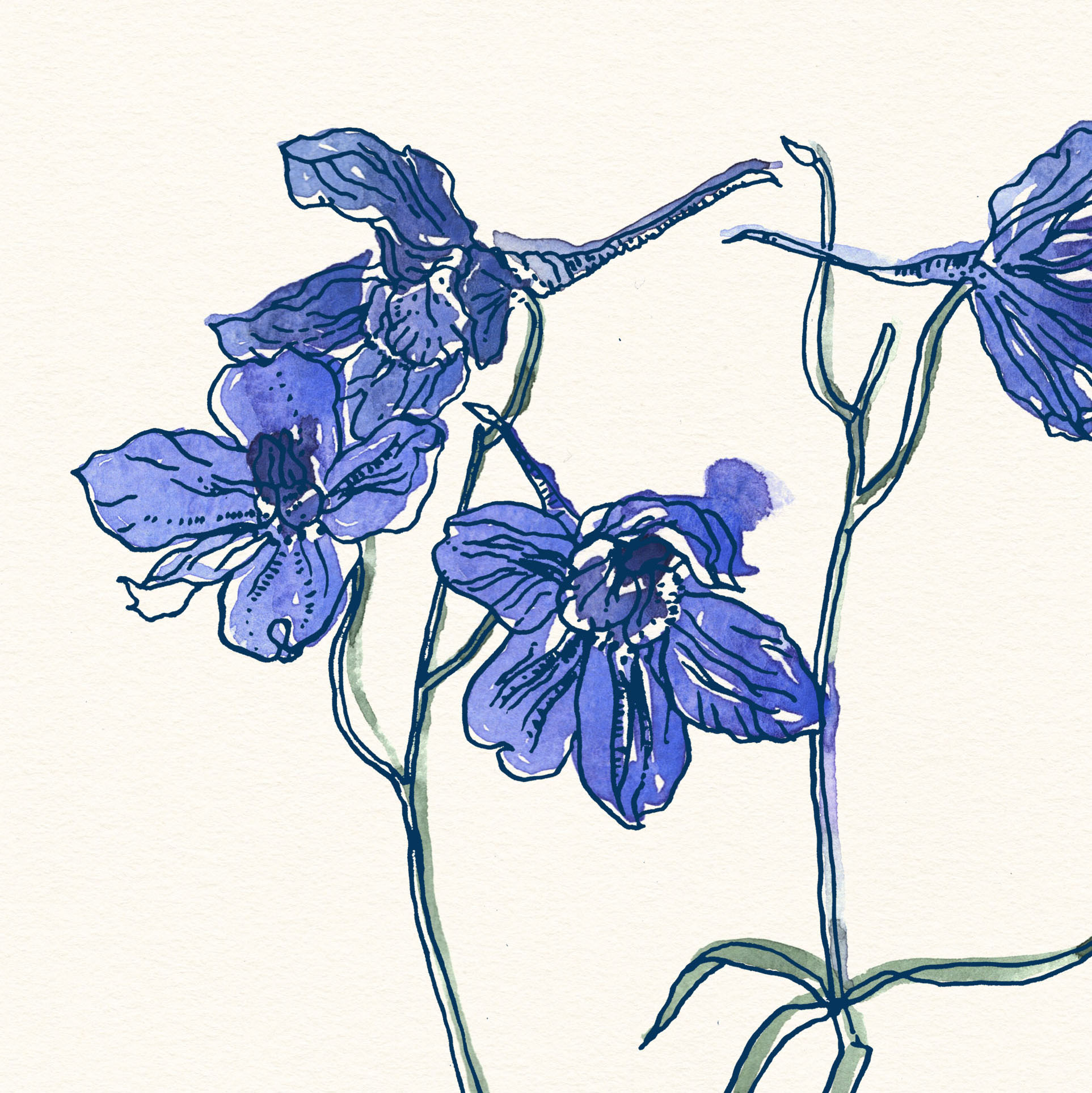 Delphinium botanical Illustration by Erin Ellis