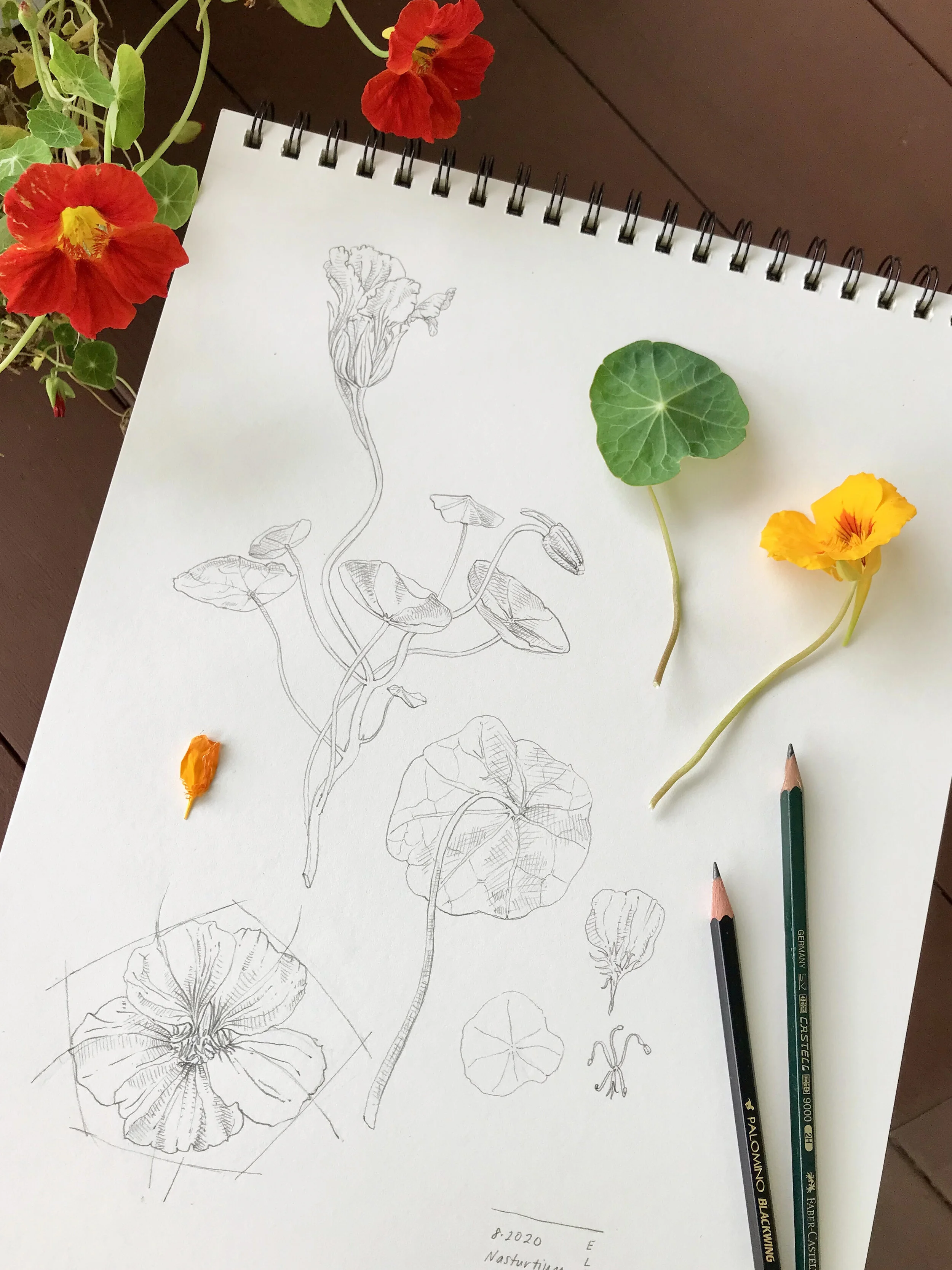 Botanical Drawing Hybrid Course with visits to Grounds for Sculpture
