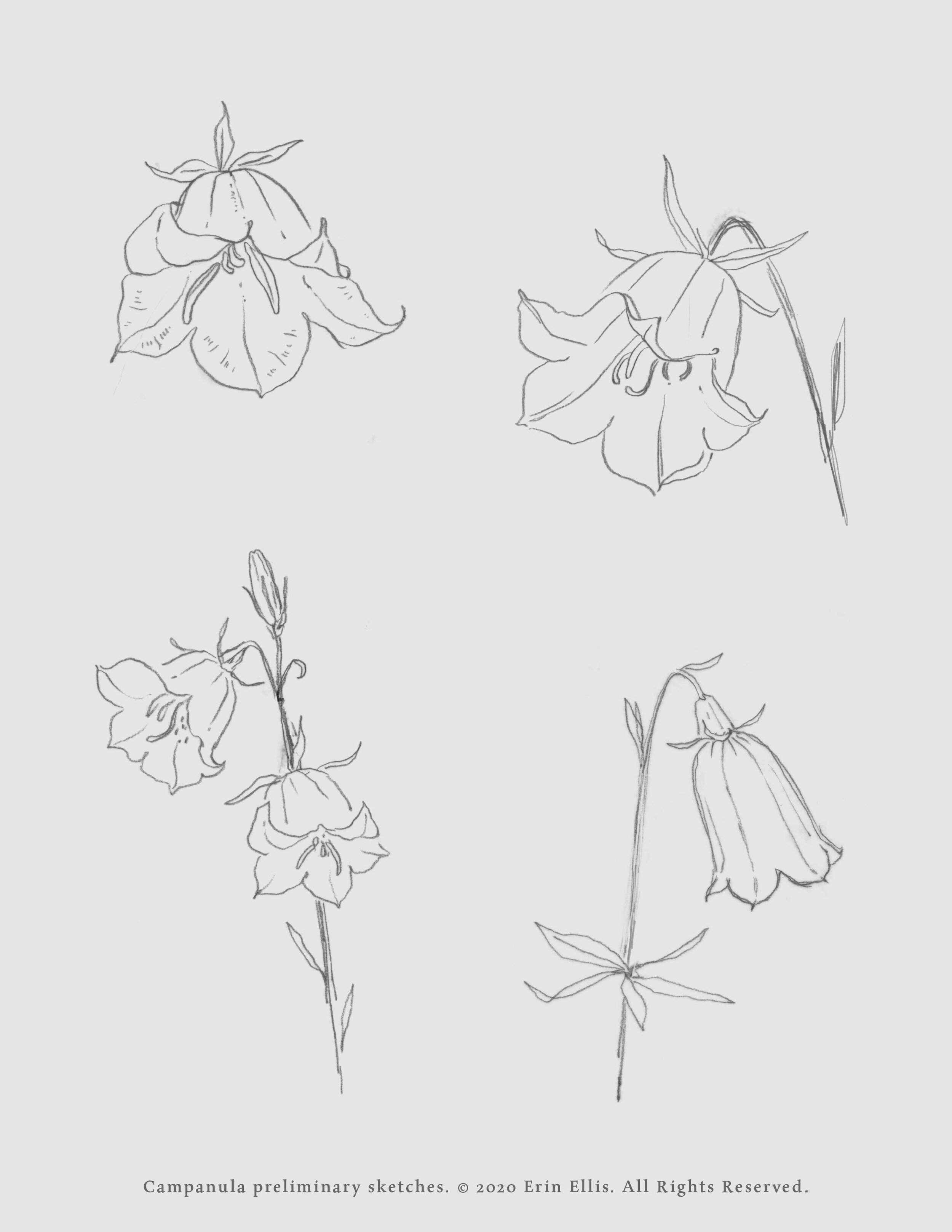 ellis-bellflower-lactation-campanula-sketches.jpg