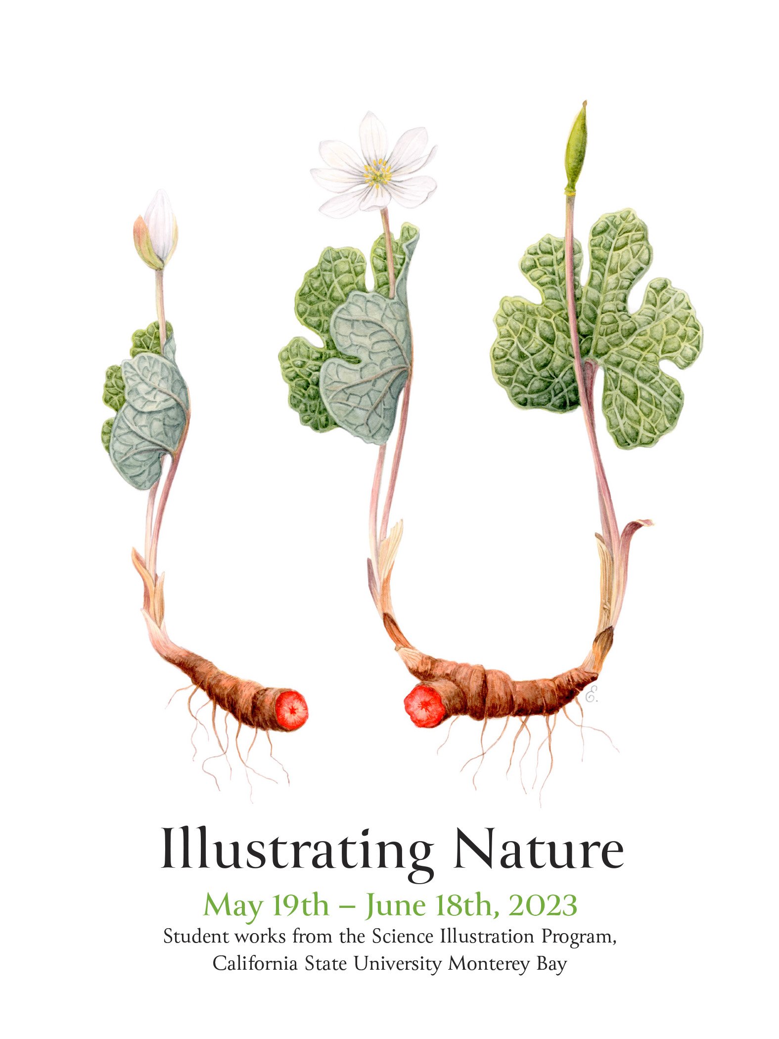 illustrating-nature-postcard-ellis.jpg