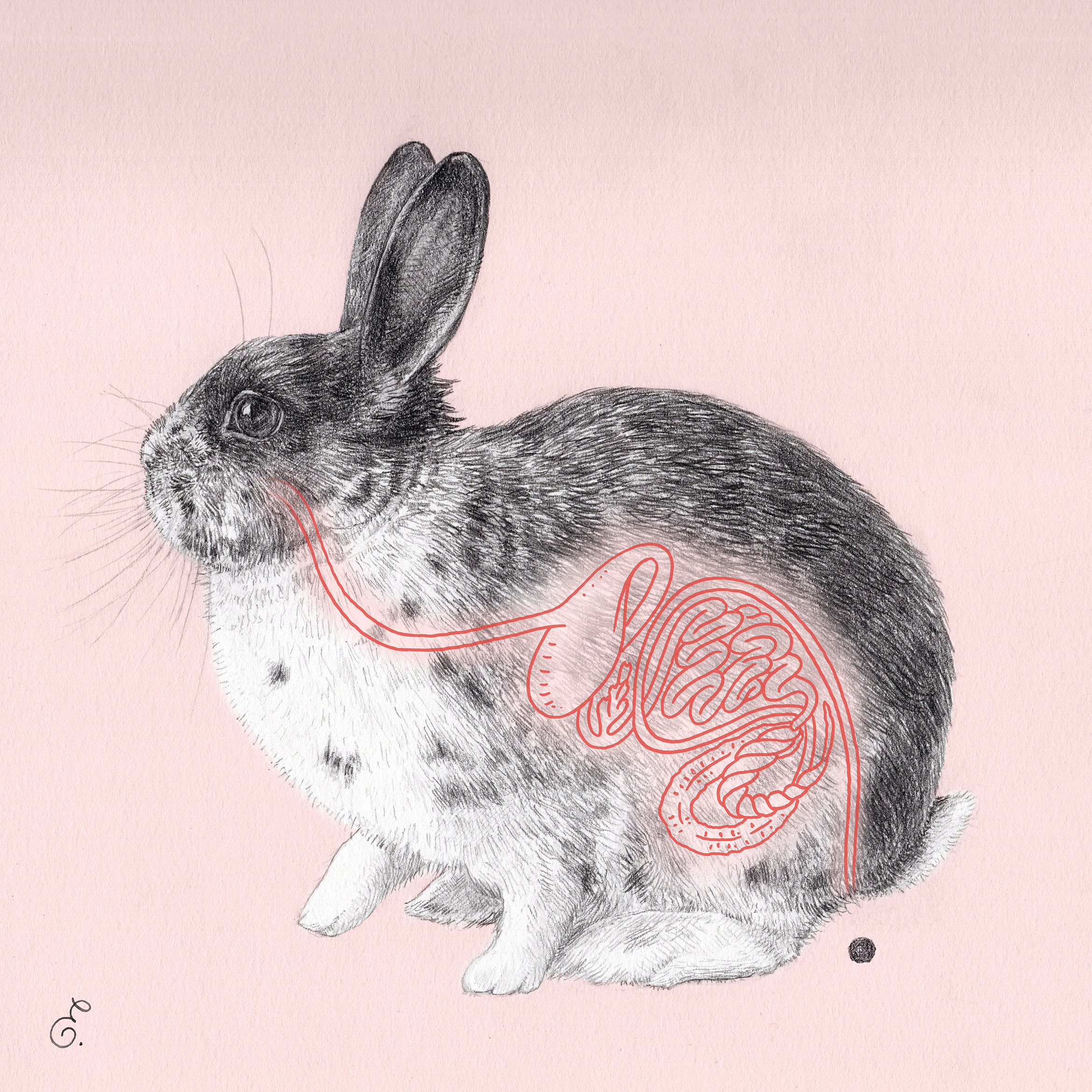 rabbit-digestive-system-glowthrough_erinellis.png