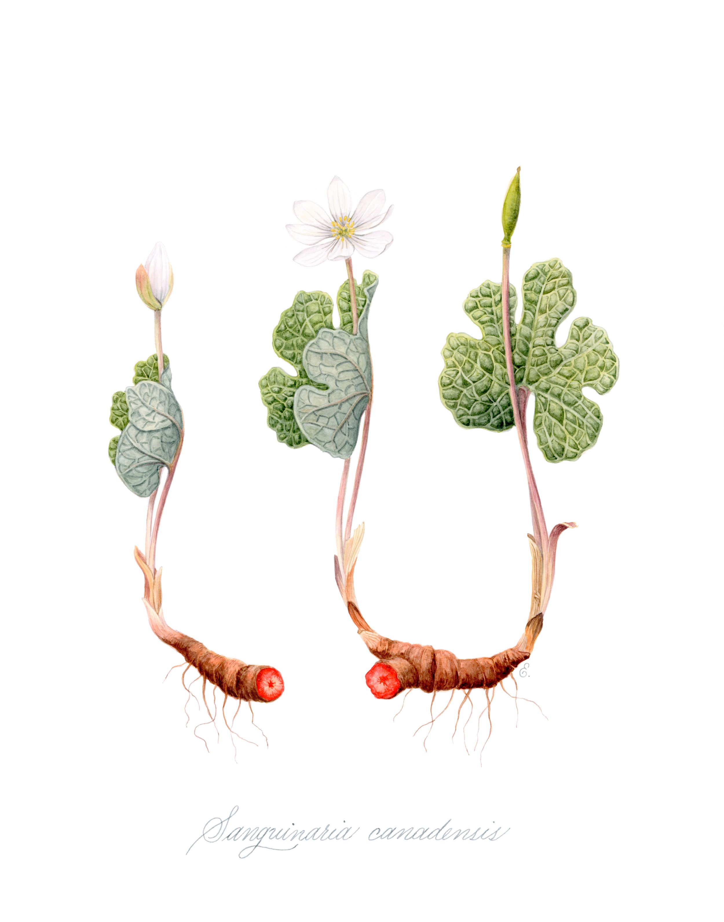 bloodroot-sanguinaria-botanical-illustration_erin-ellis.jpg