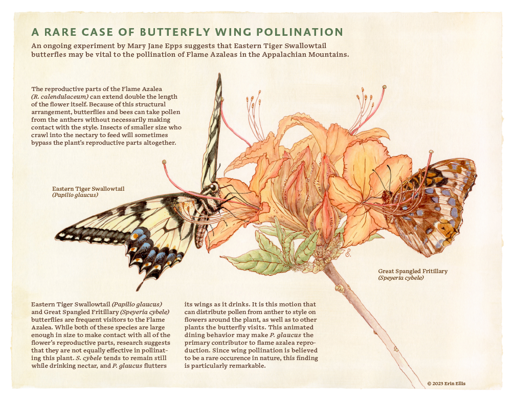 flame-azalea-butterfly-wing_pollination_revised_erin-ellis.png