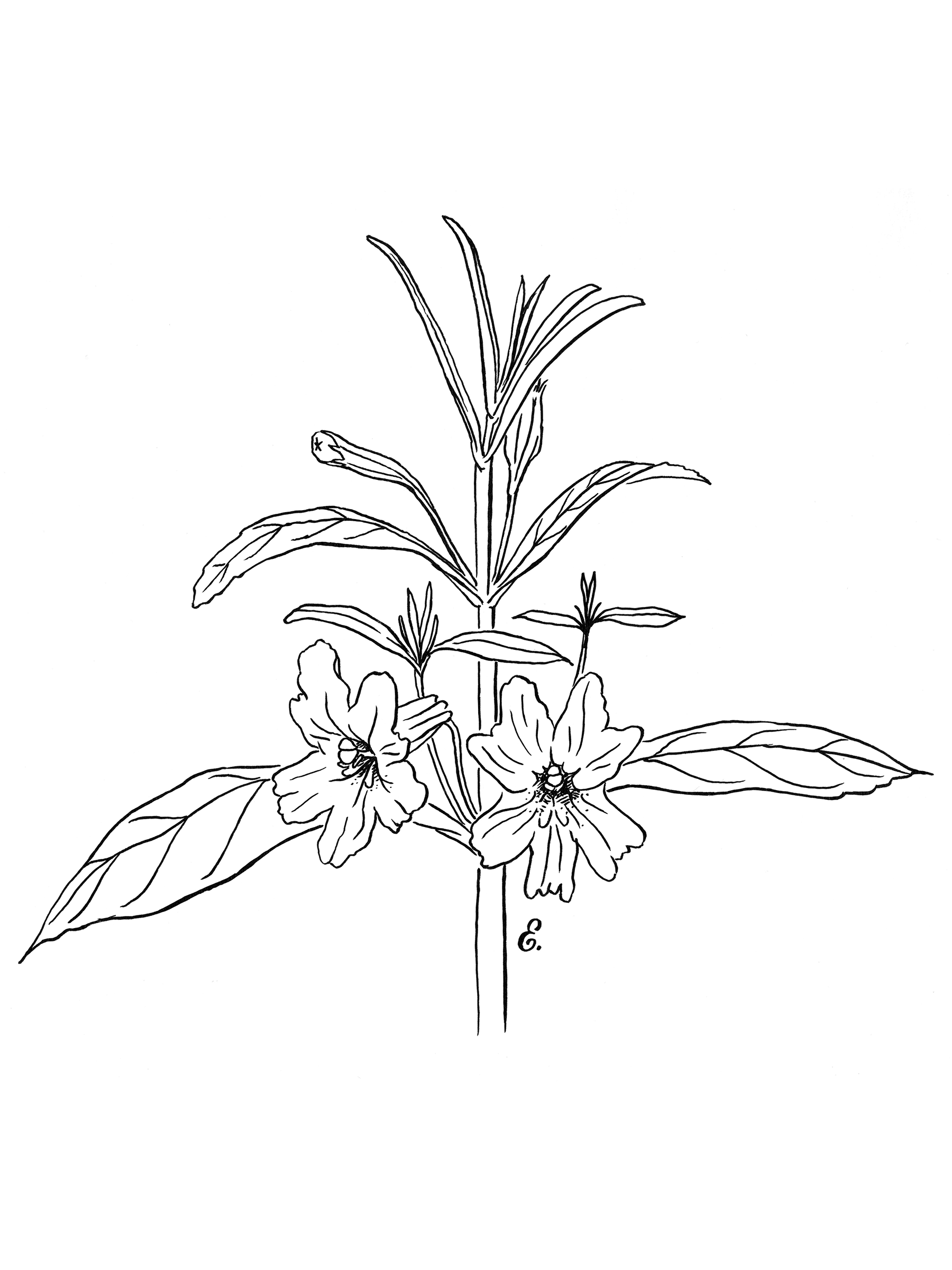 CA-native-plants_monkeyflower_erinellis.png