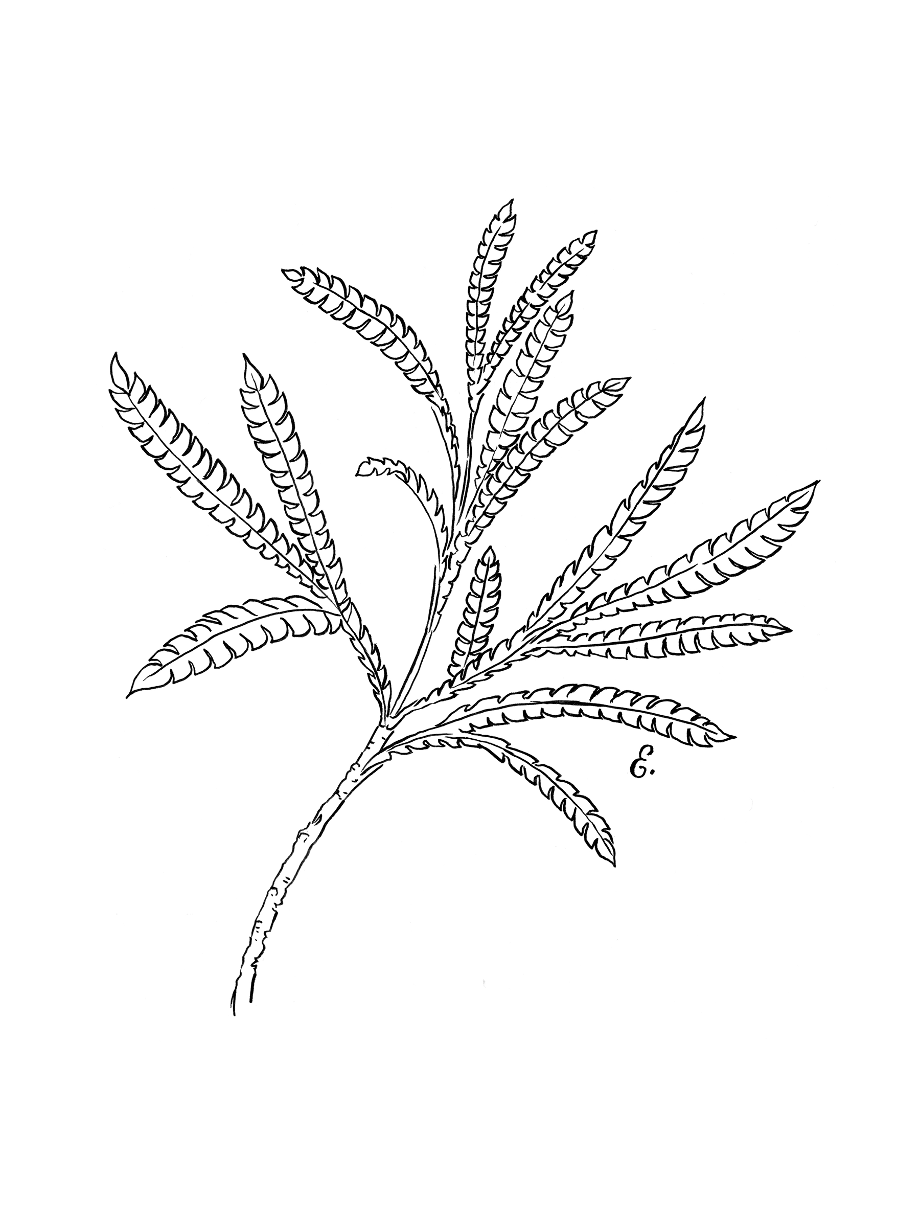 CA-native-plants_santa-cruz-ironwood_erinellis.png