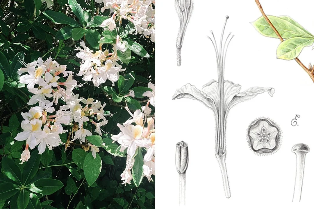 The Art and Science of Drawing Plants: Lab Studies