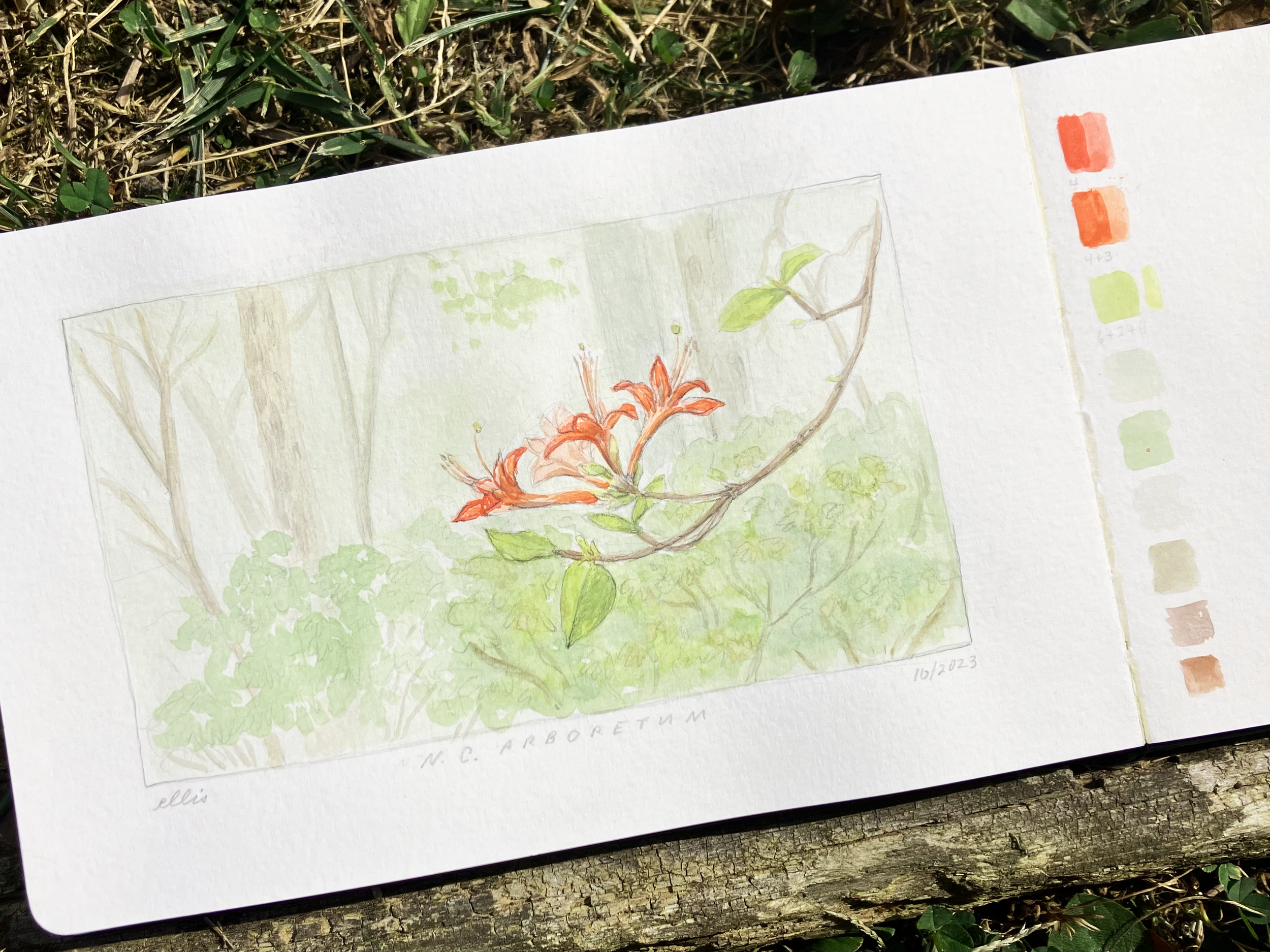 The Art and Science of Drawing Plants: Field Studies with Native Azaleas